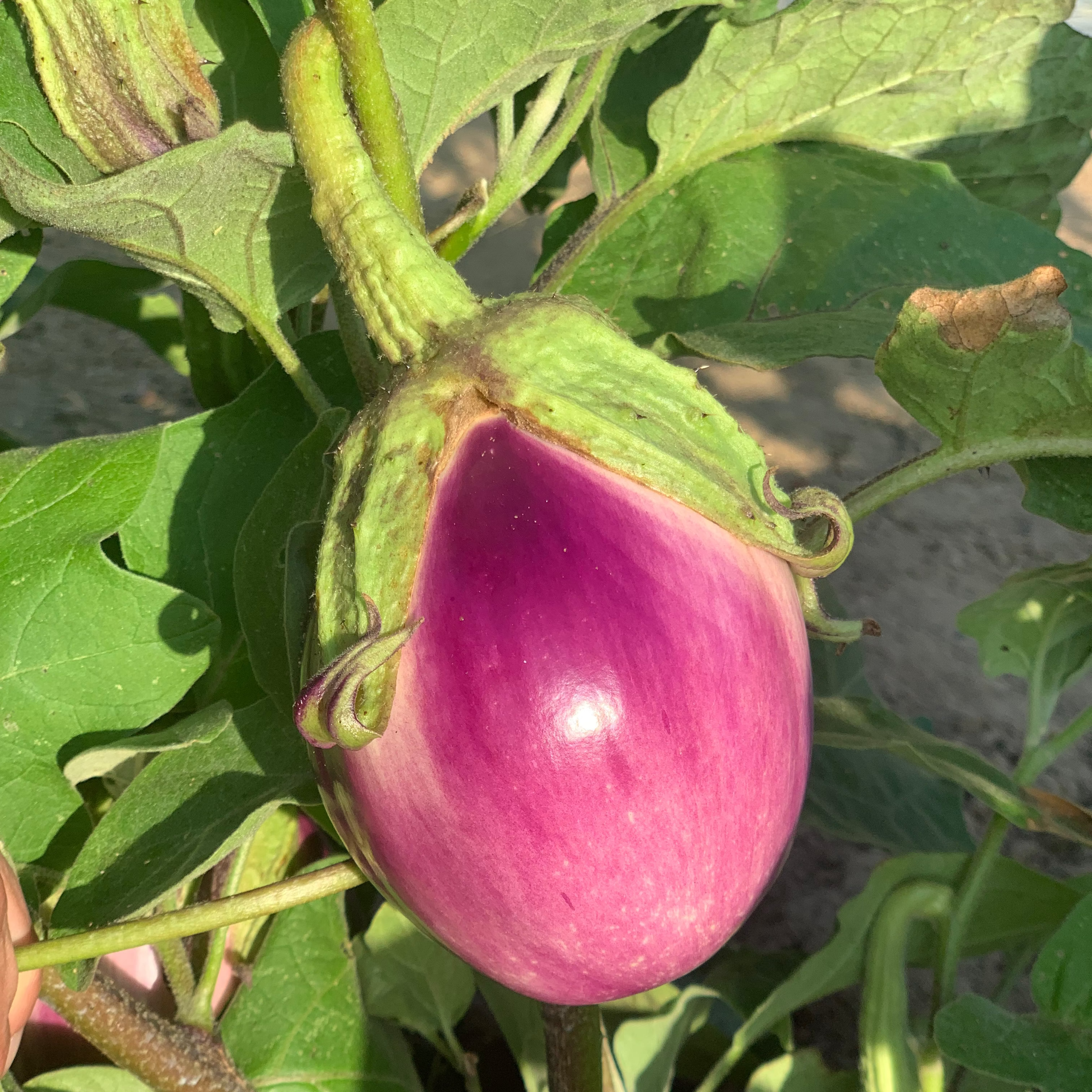 aubergine violette rosa bianca