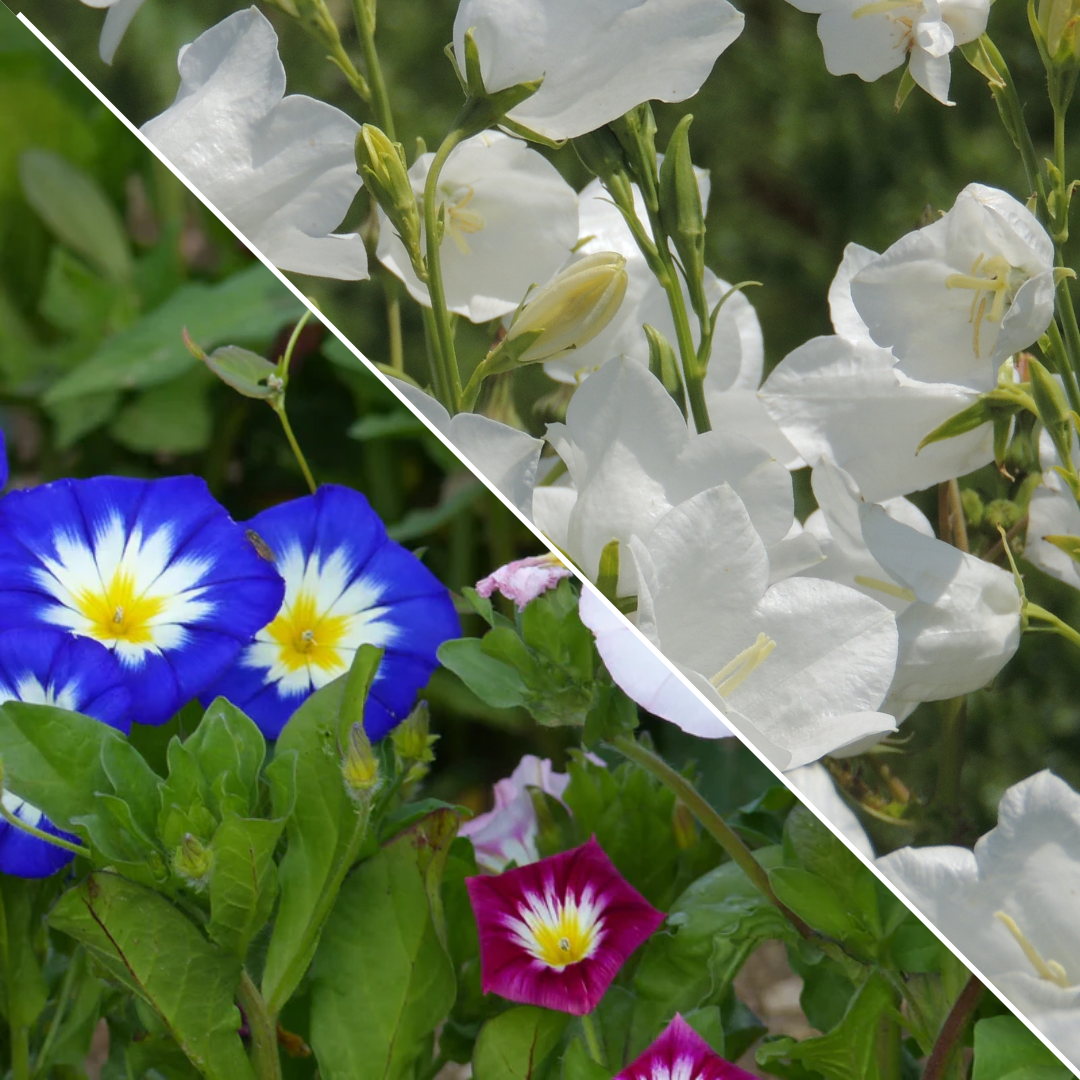 Lot de Fleurs : Belle de jour variée et Campanule Blanche