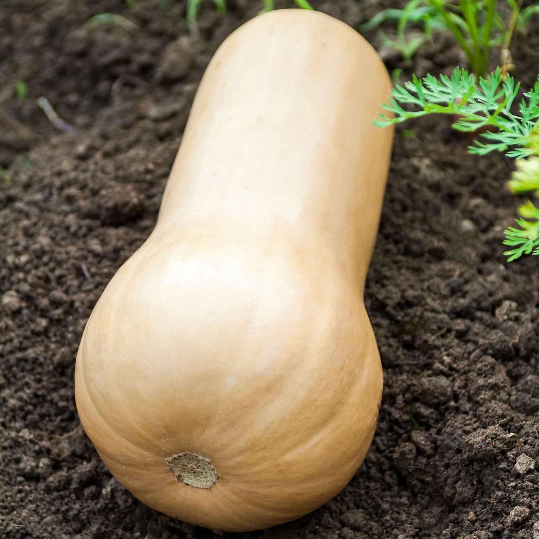illustration de la courge musquée butternut