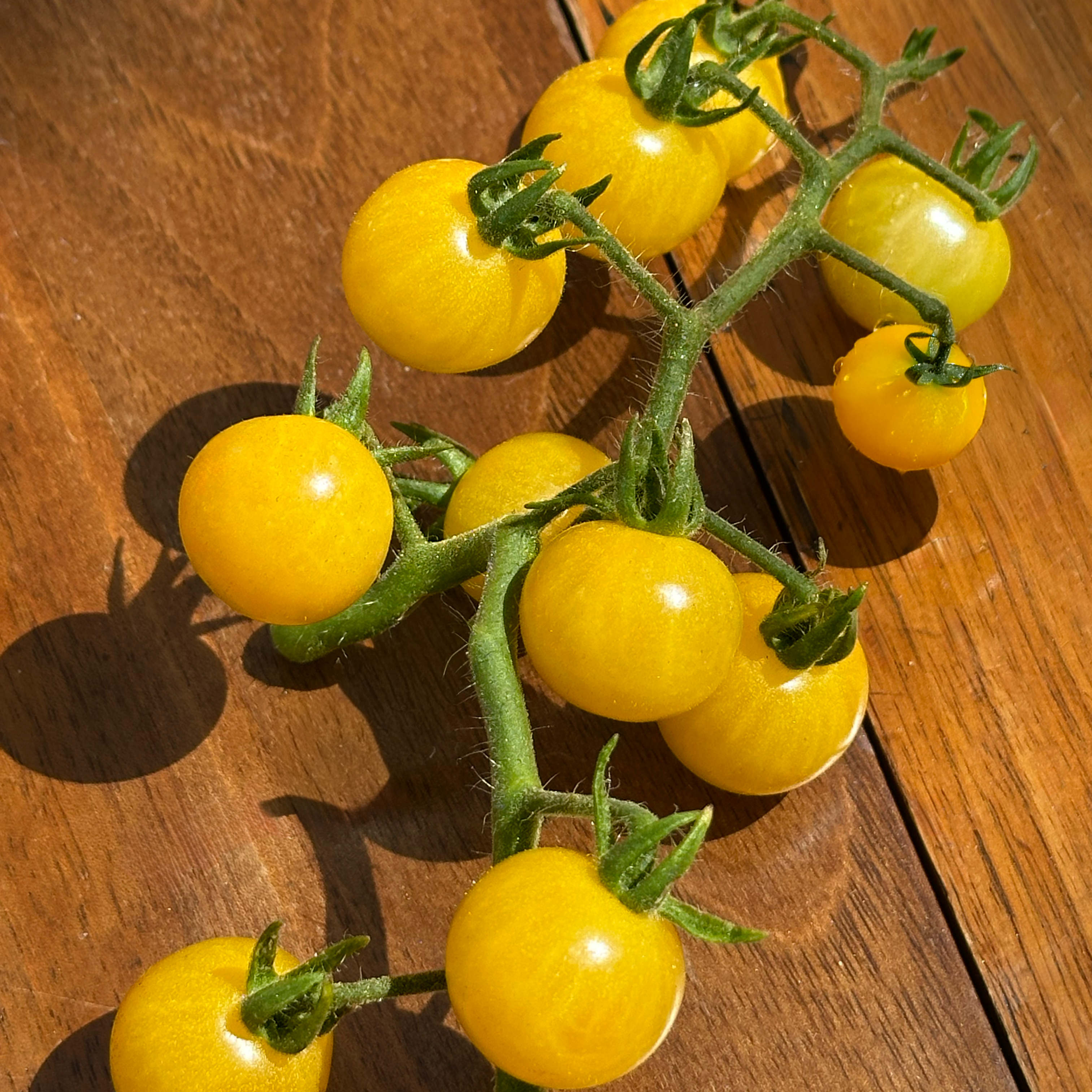 Tomate cerise champagne