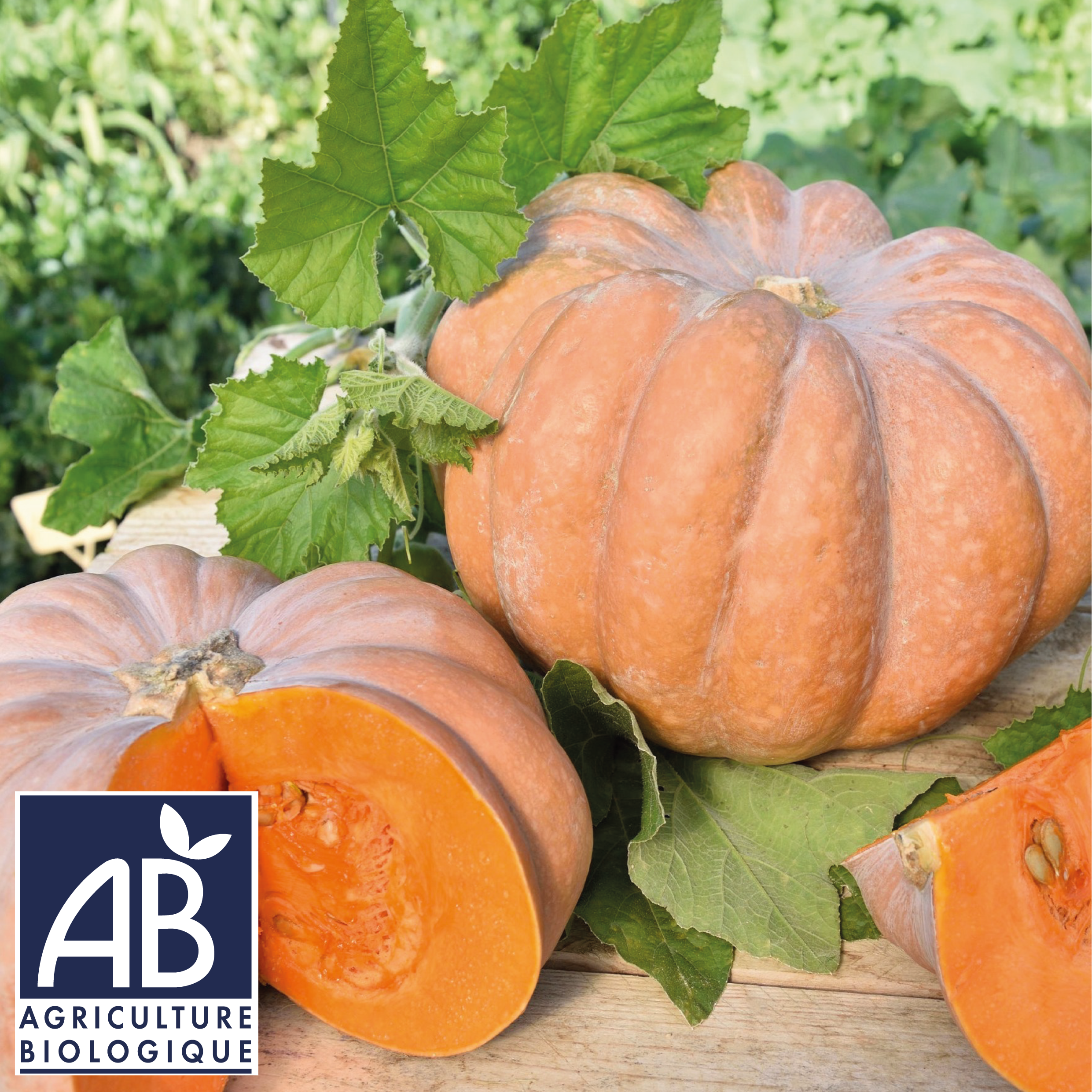 photo de la courge musquée de Provence BIO. Graine a la récolte