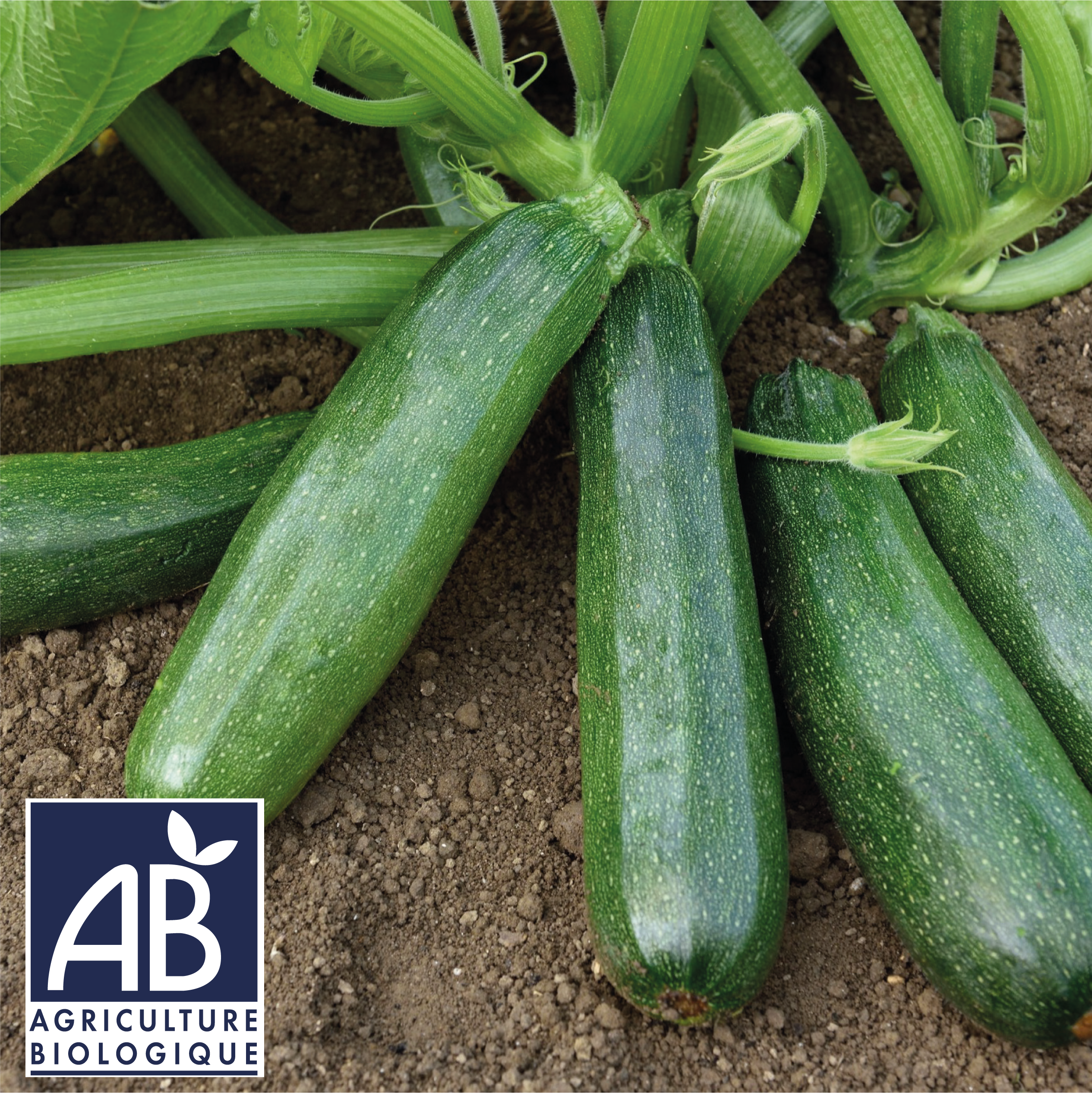 photo de la récolte de la courgette verte maraichere bio