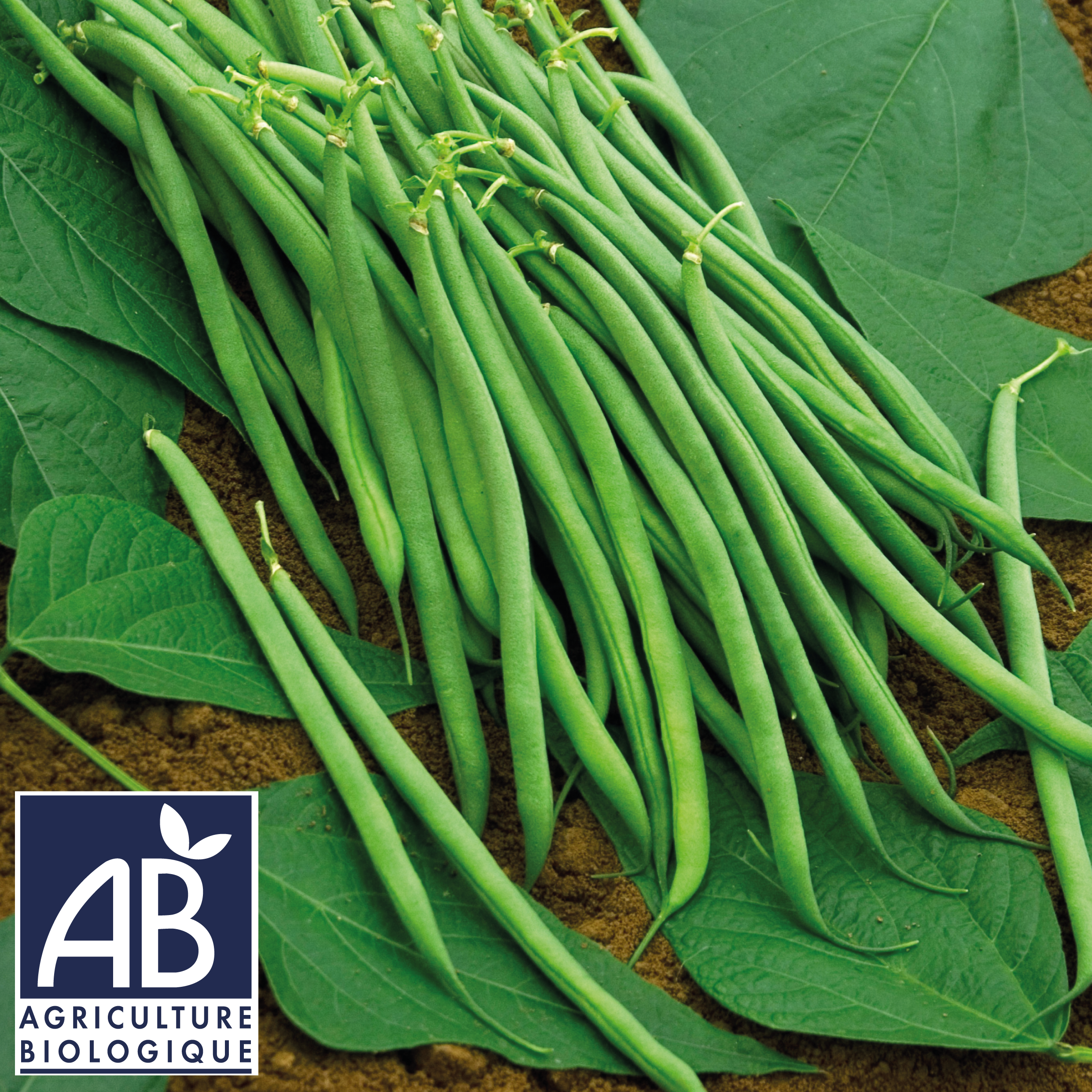 Haricot nain Argus bio
