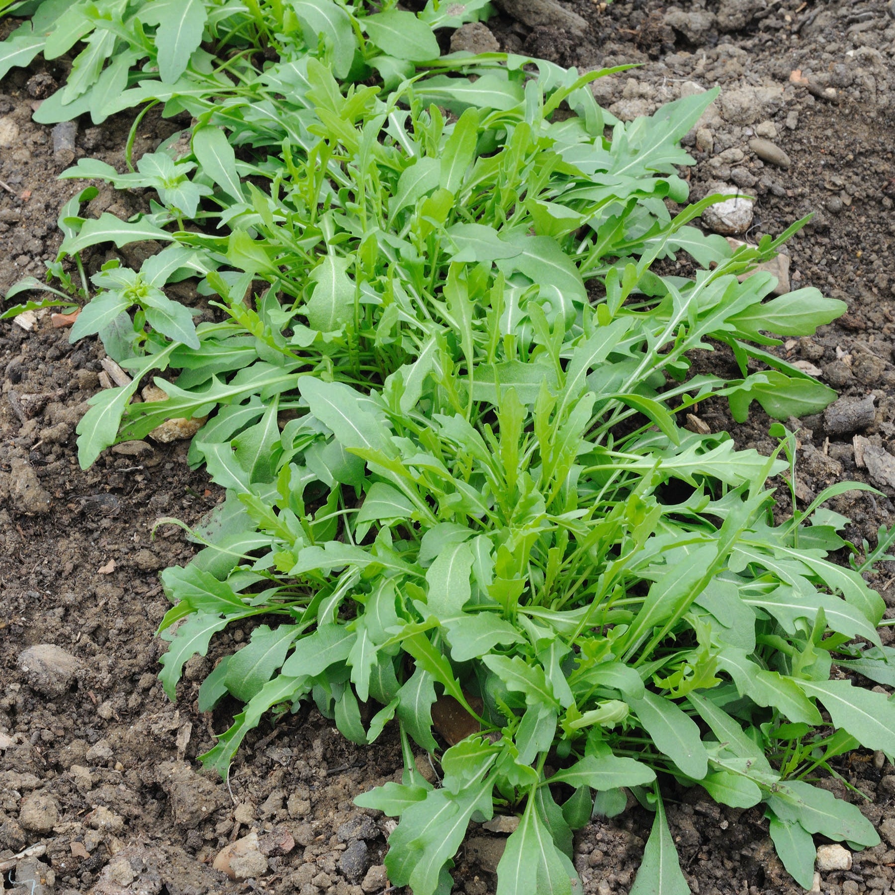 Roquette cultivée