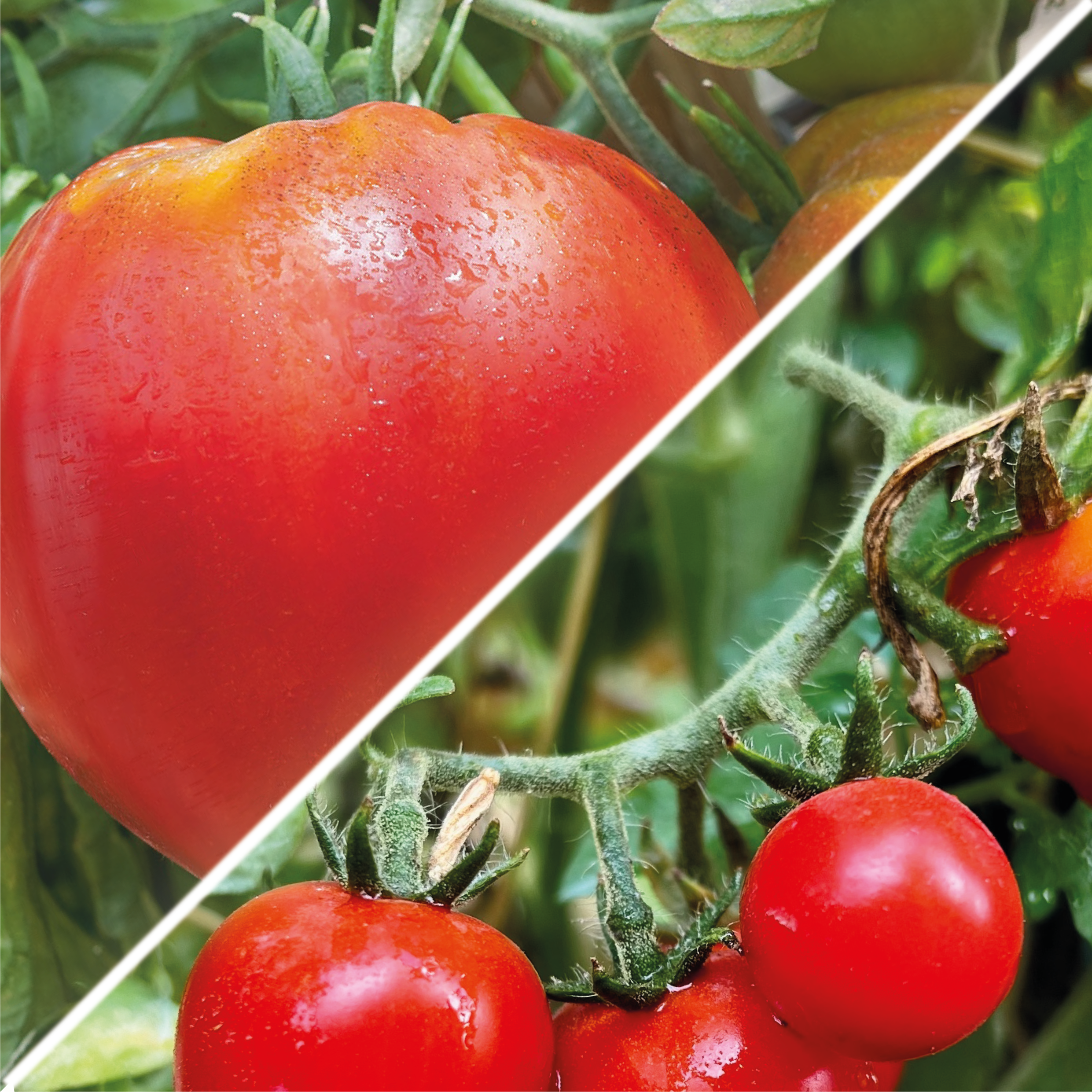 photo lot de graines de tomates coeur de boeuf et tomates cerises