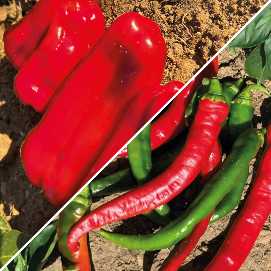 Lot de graines de poivron doux d'Espagne et poivron doux des Landes