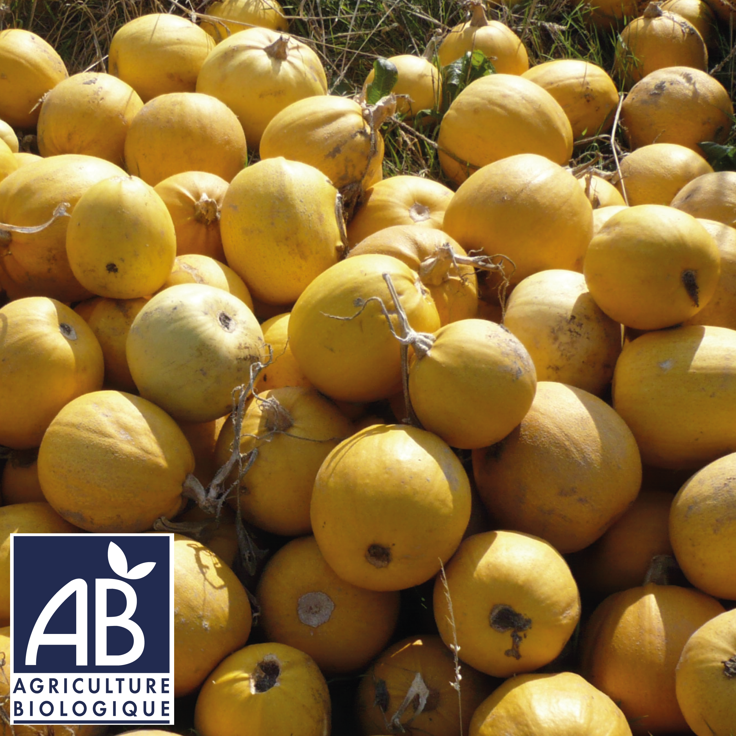 Courge Jaspée Melonnette de Vendée BIO