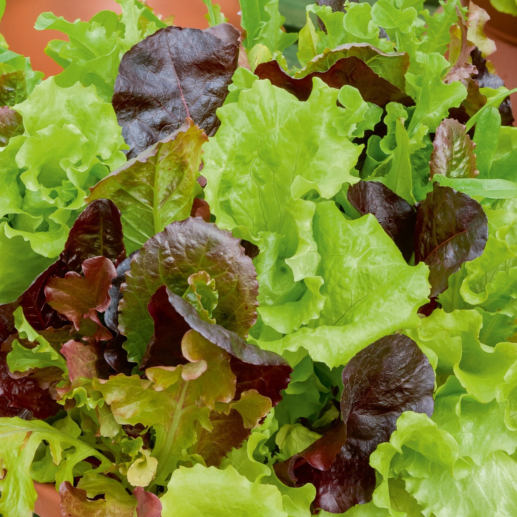 Mesclun