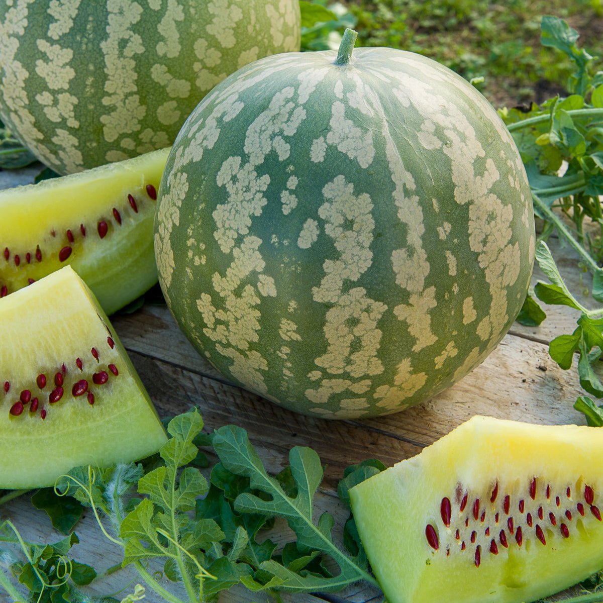 Pastèque à Confire