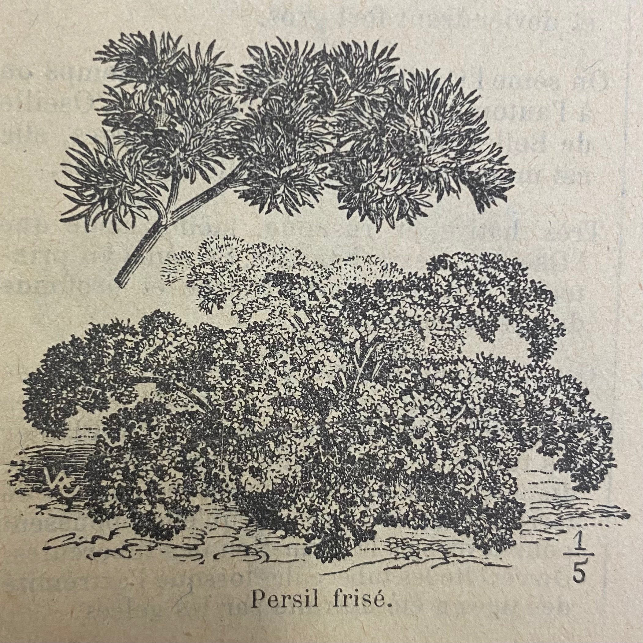 Persil frisé vert foncé