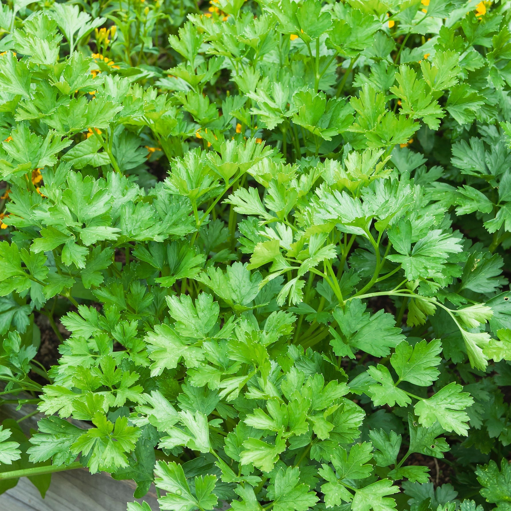 Persil géant d'Italie