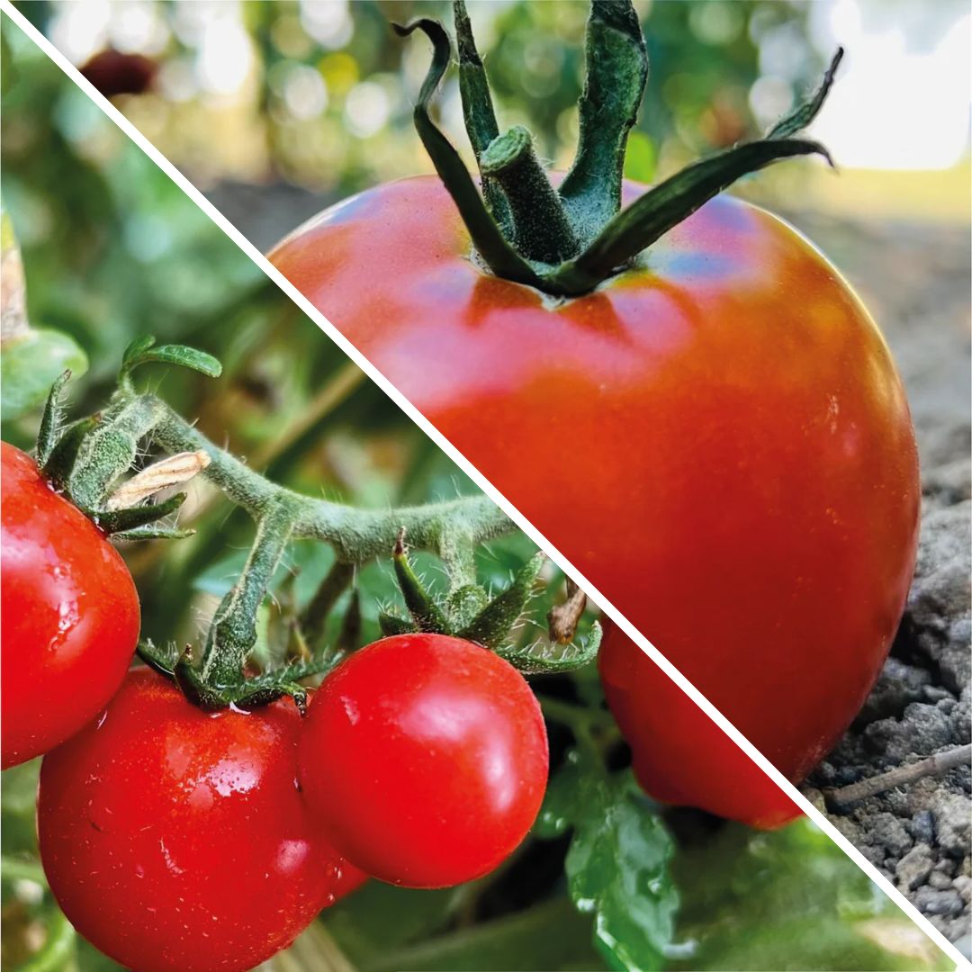 Lot de graines de tomate cerise et casaque rouge