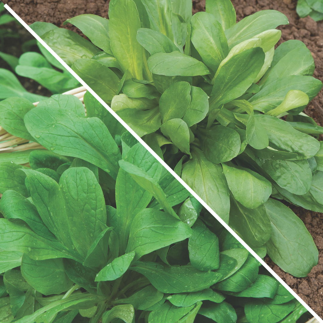 Lot de Mâches : Mâche à grosse graine et ronde maraichère