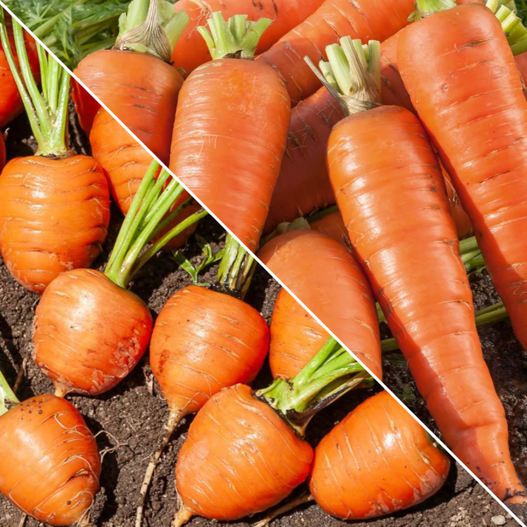 Lot de Carottes : de Colmar à coeur rouge + Marché de Paris