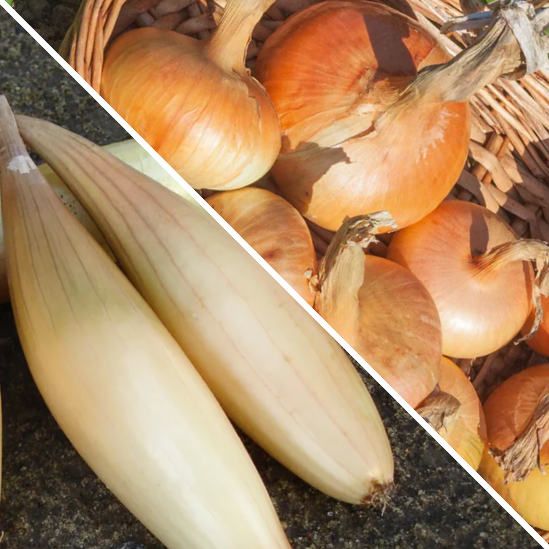 Lot d'Oignons : jaune paille des Vertus et Hourcadère