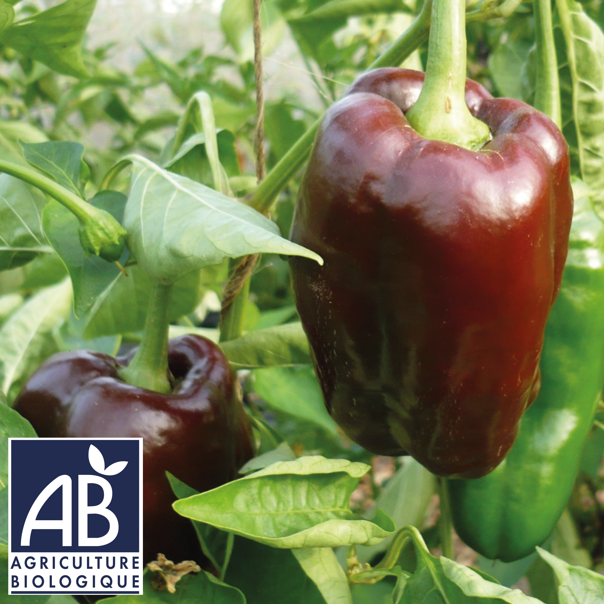 Photo de la récolte du poivron chocolat BIO
