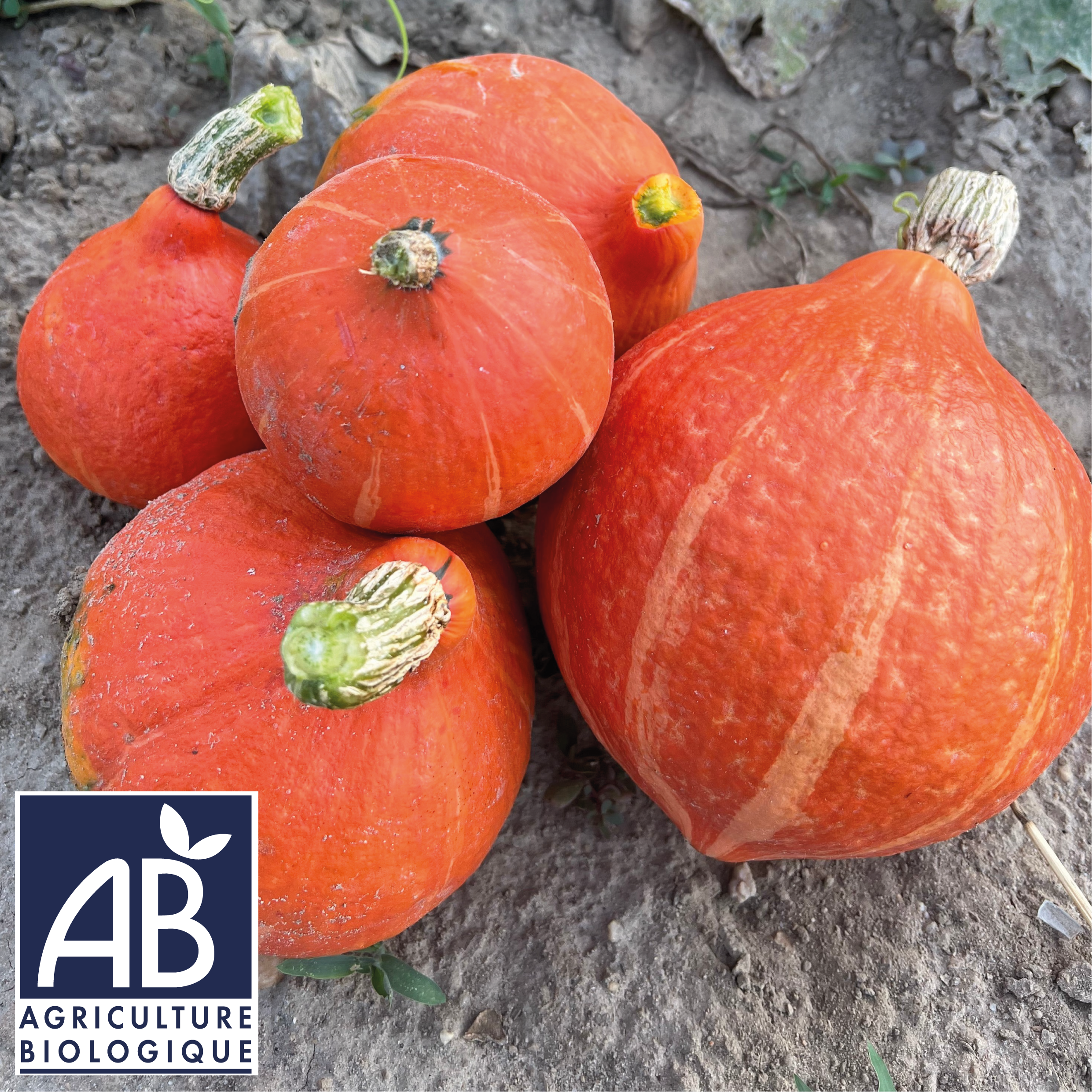 photo de la récolte du potiron potimarron BIO