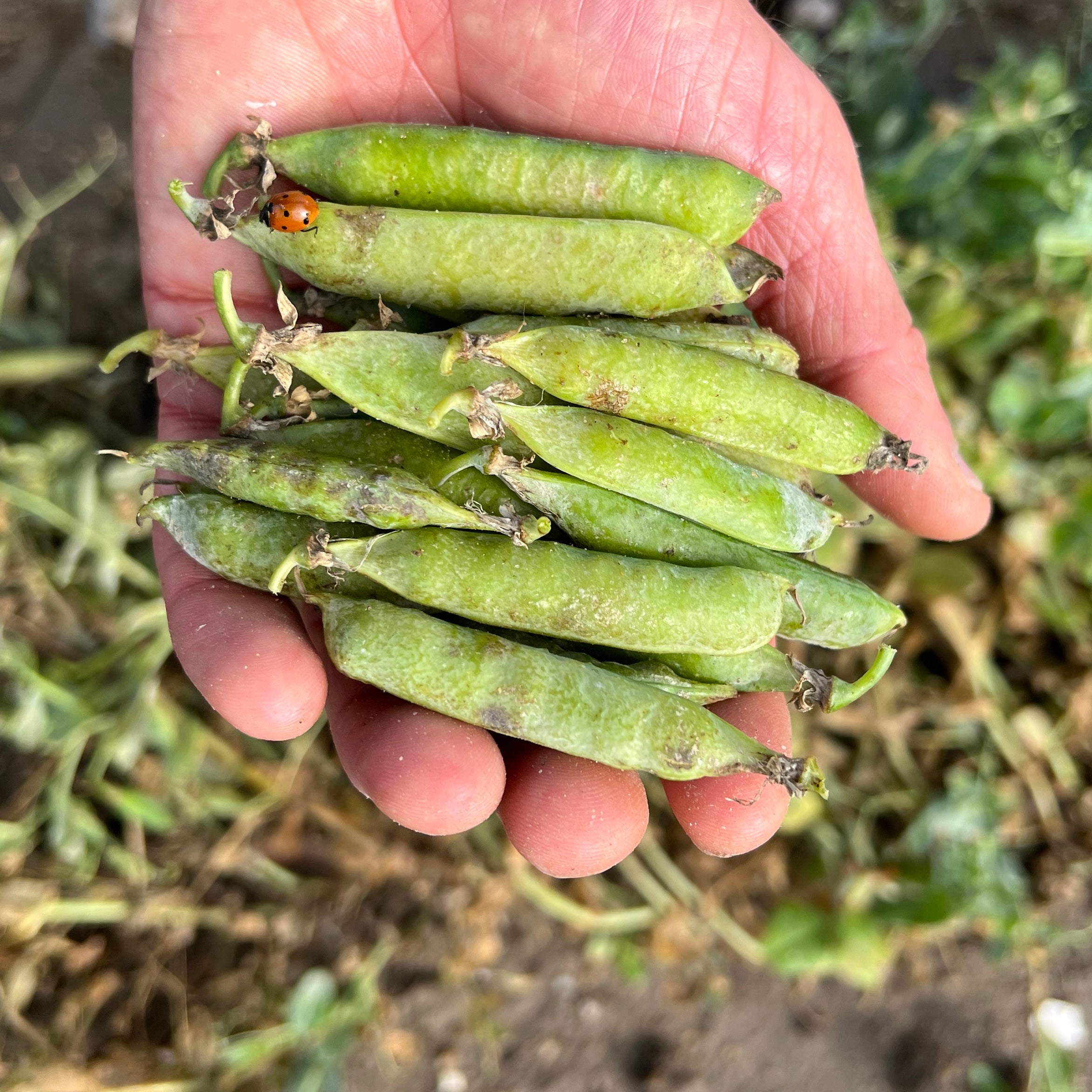 Pois nain petit provençal