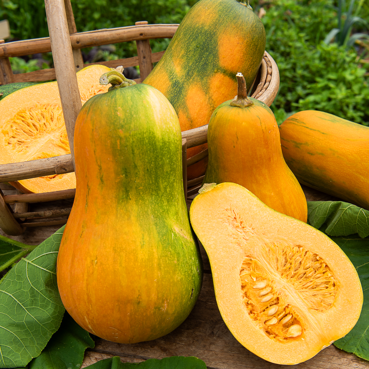 Courge musquée sucrine du Berry