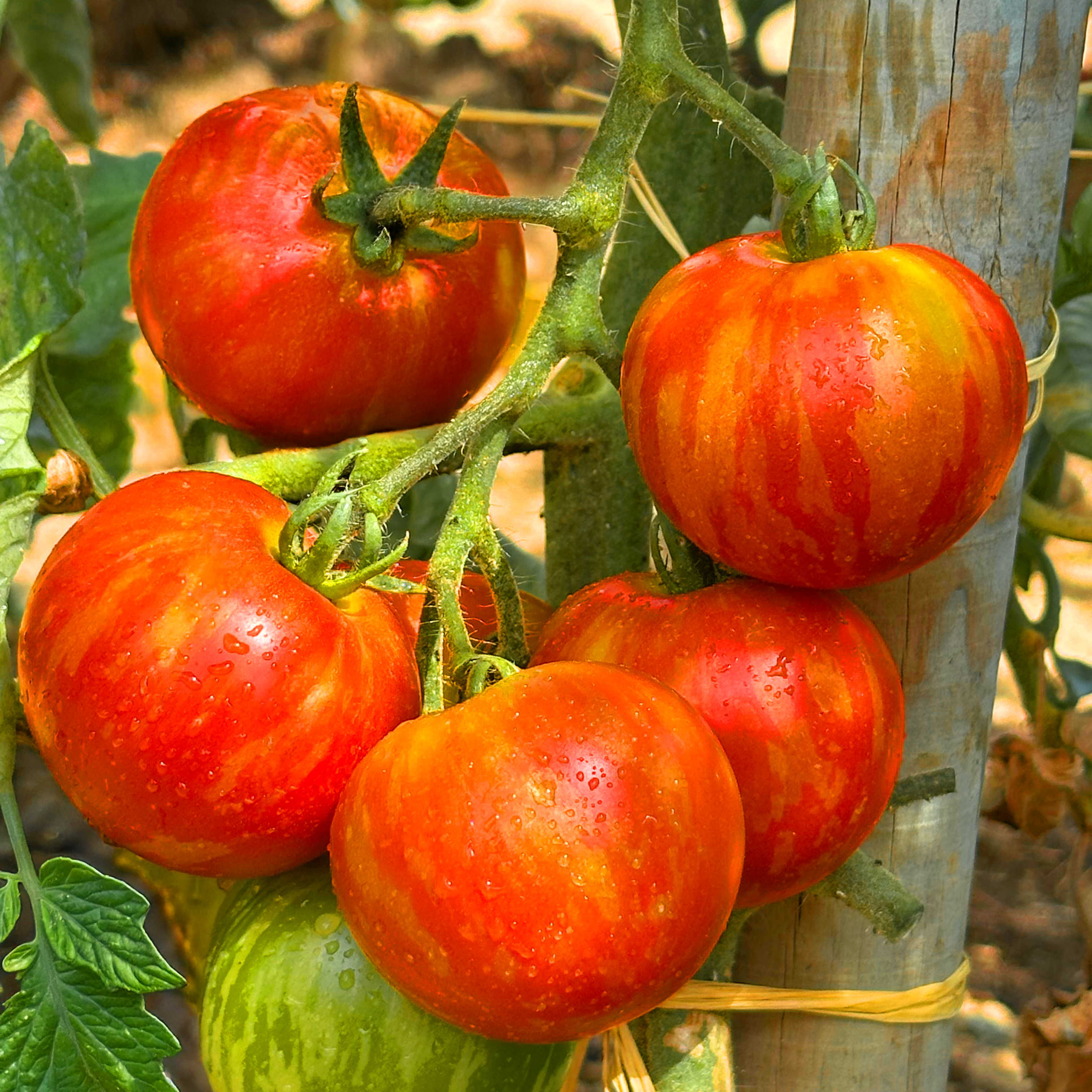 Tomate Tigerella bicolore