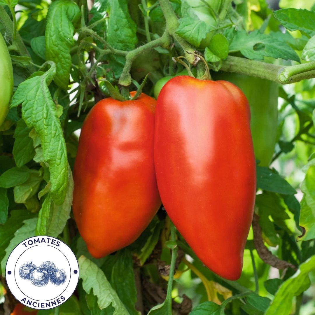 Tomate Andine Cornue