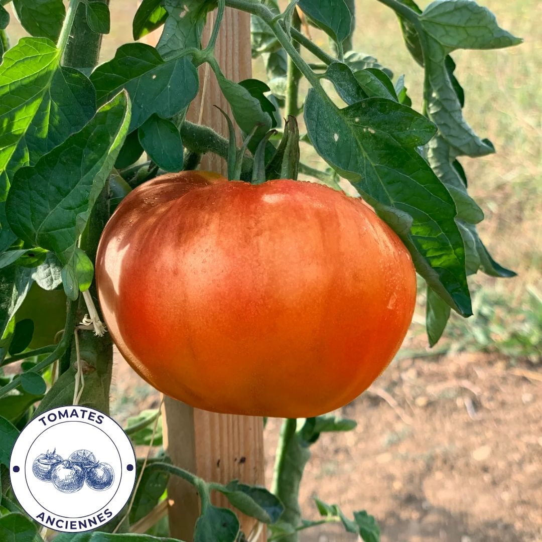 Tomate Reine Des Hatives