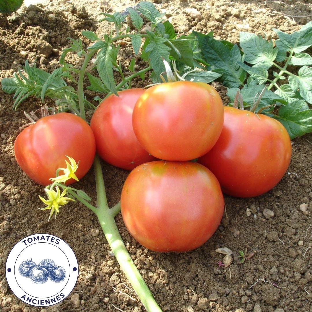 Tomate Rose de Berne