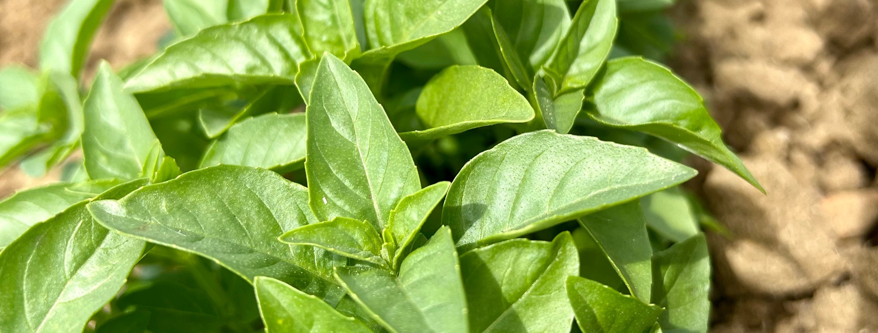 Le basilic marseillais, votre super allié provençal