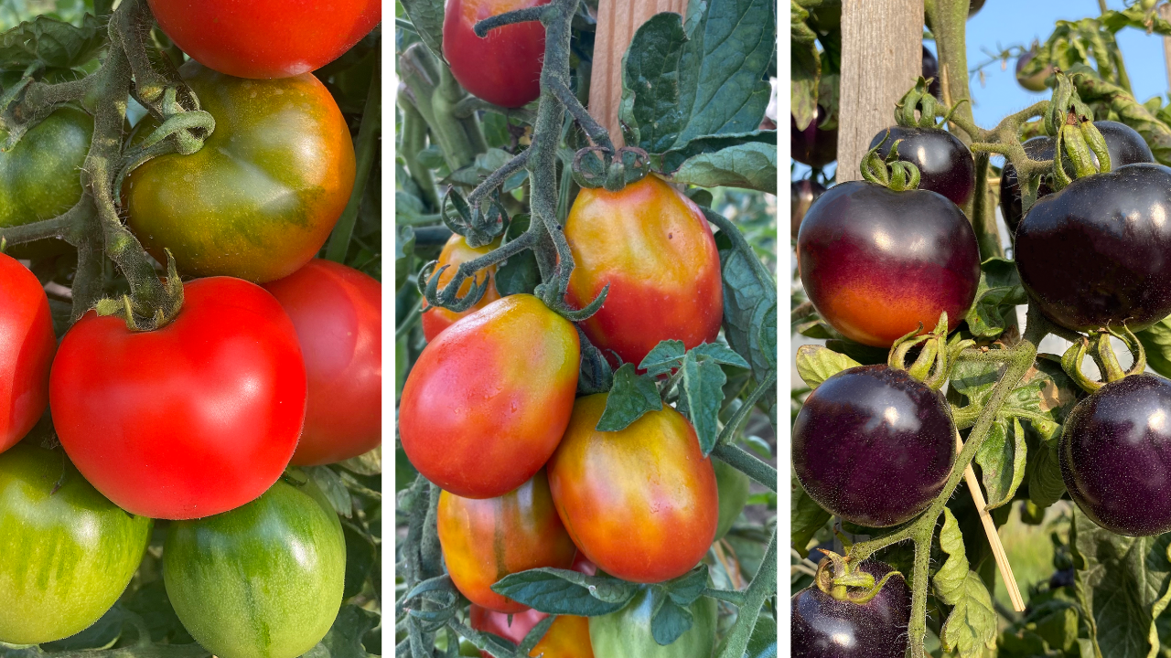 Les secrets pour réussir vos semis de tomates