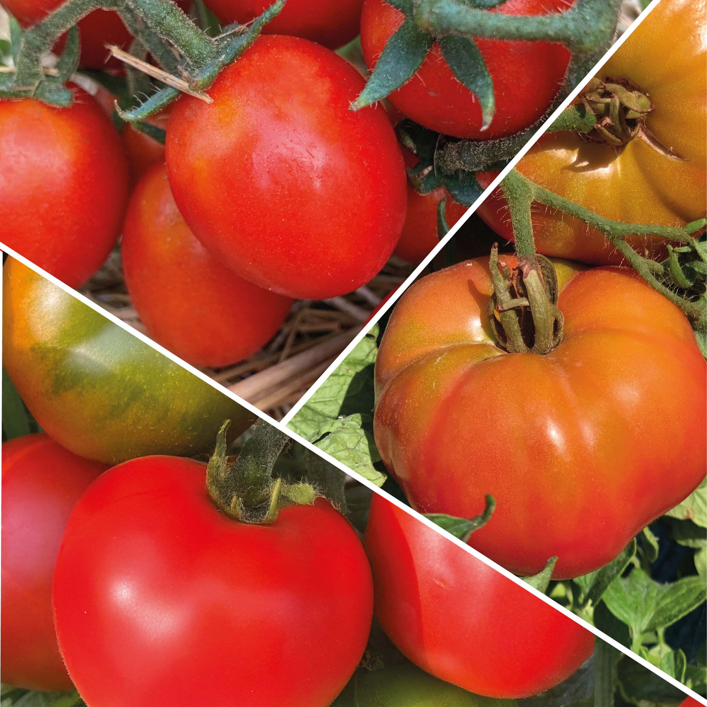 3 Variétés de Tomates Anciennes