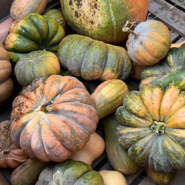 Célébrons l'Automne avec les Courges !