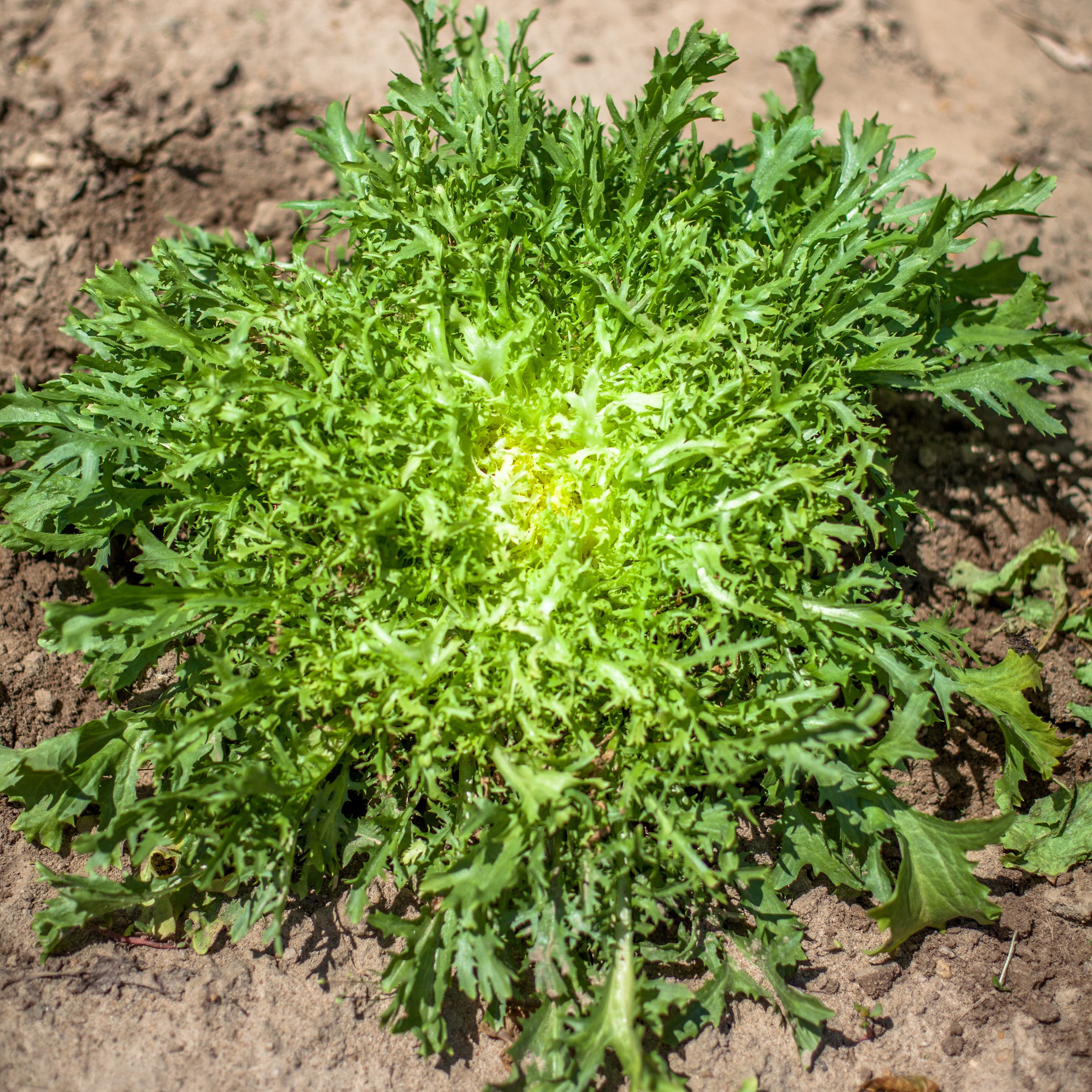 Chicorée Frisée De Meaux