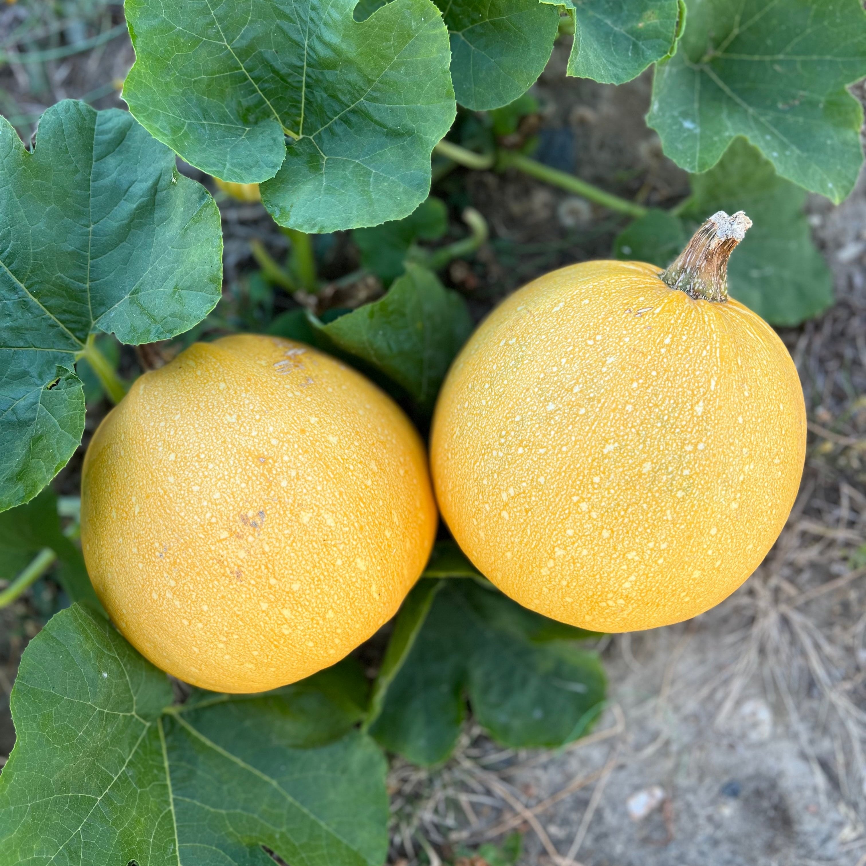 Courge Jaspée Melonnette de Vendée