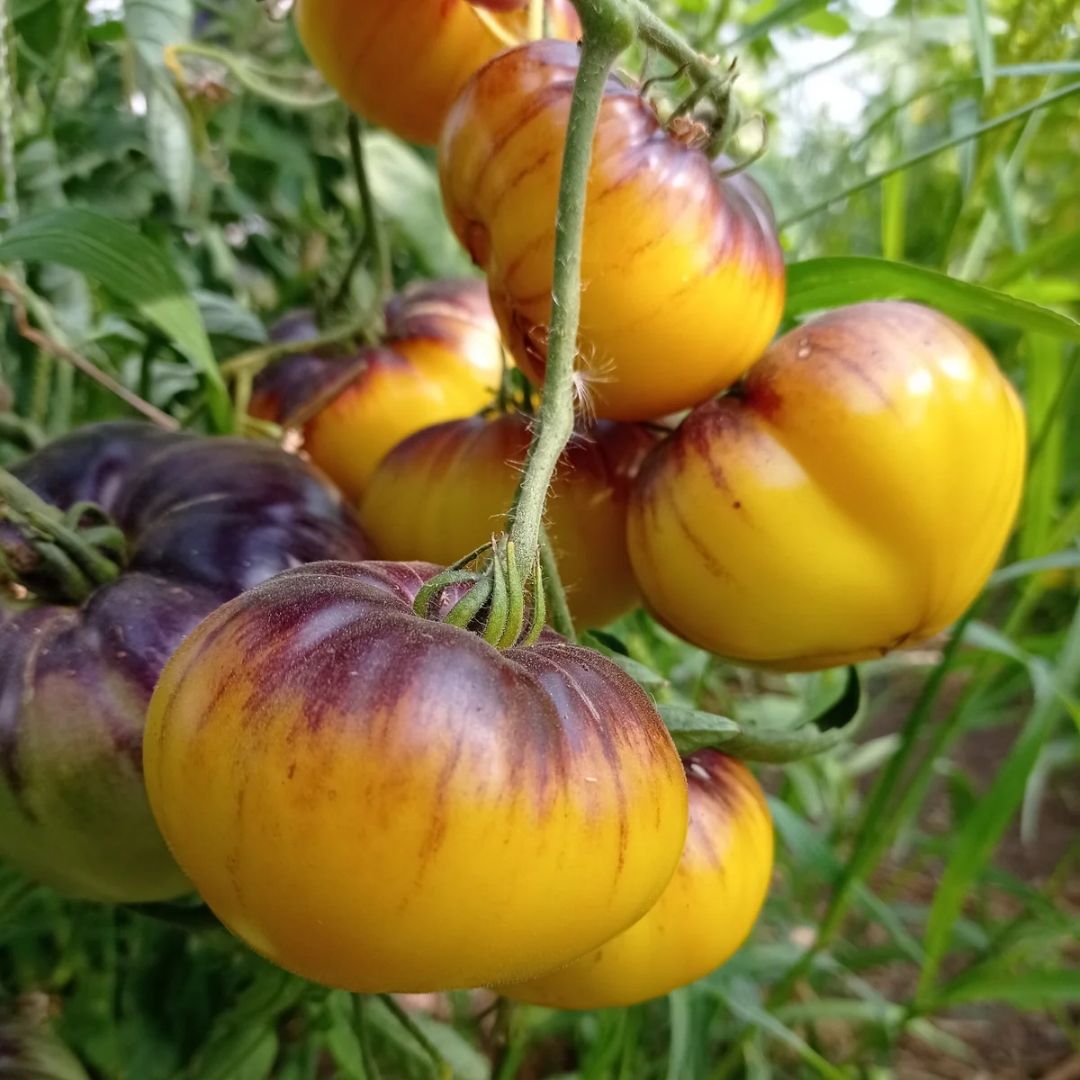 Tomate Wolverine