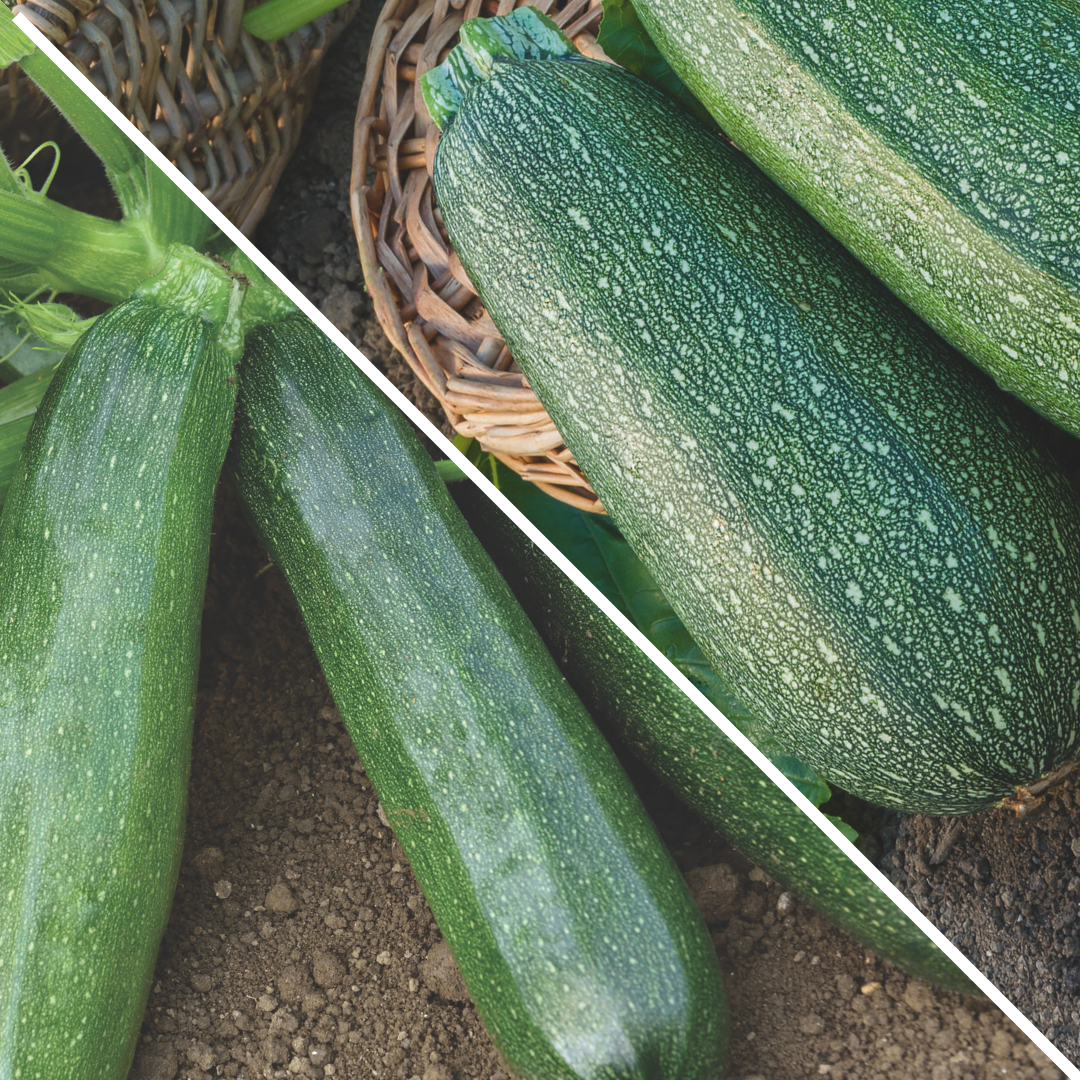 Lot de Courgettes : verte longue maraîchère et grisette de Provence