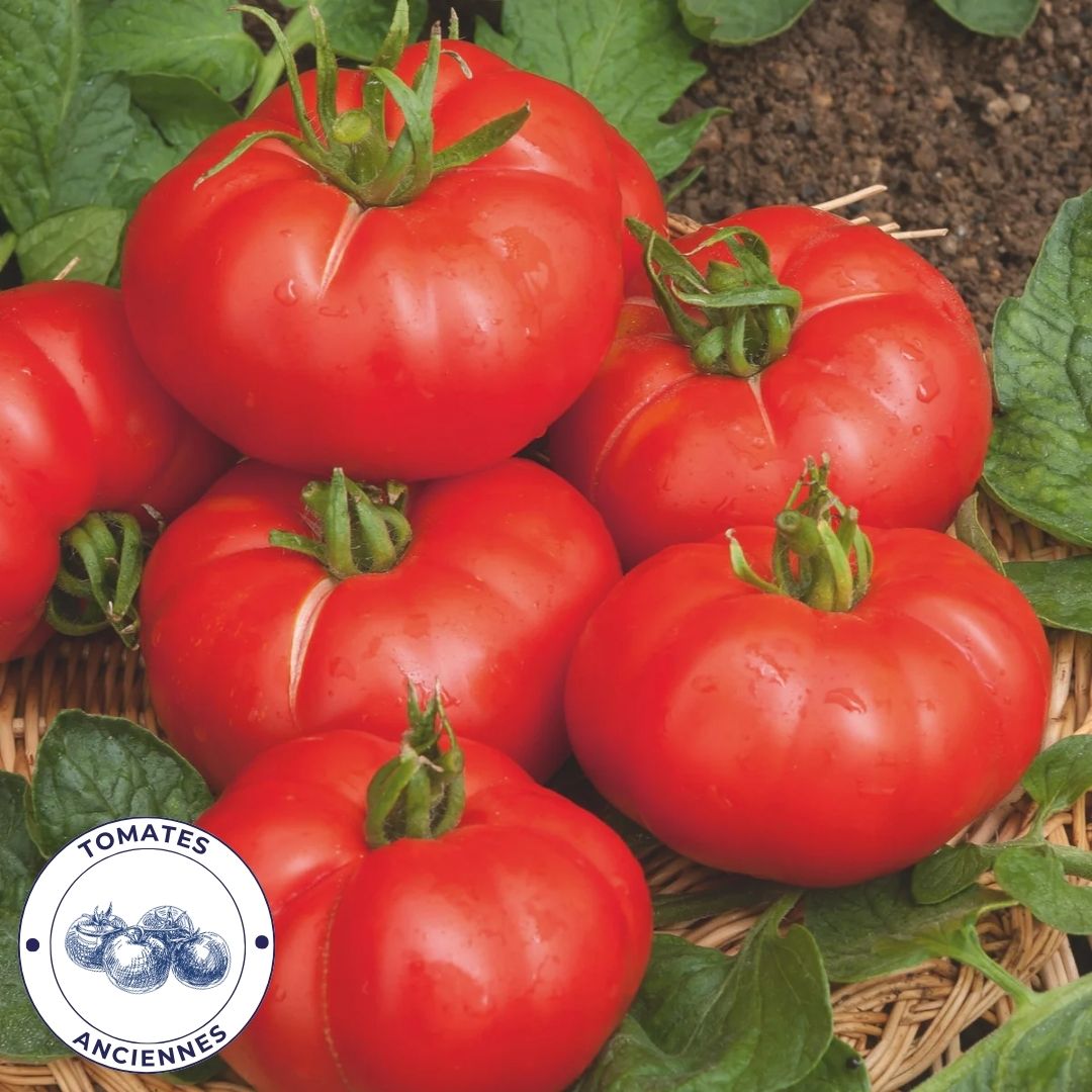 Tomate de Marmande