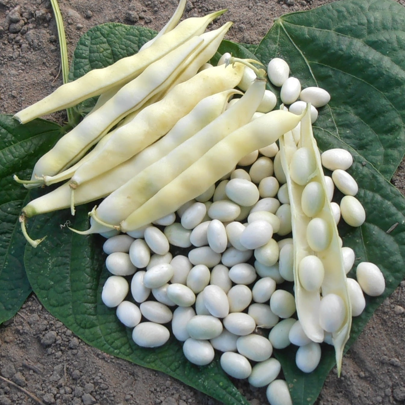 Photo de la récolte du haricot coco nain blanc précoce