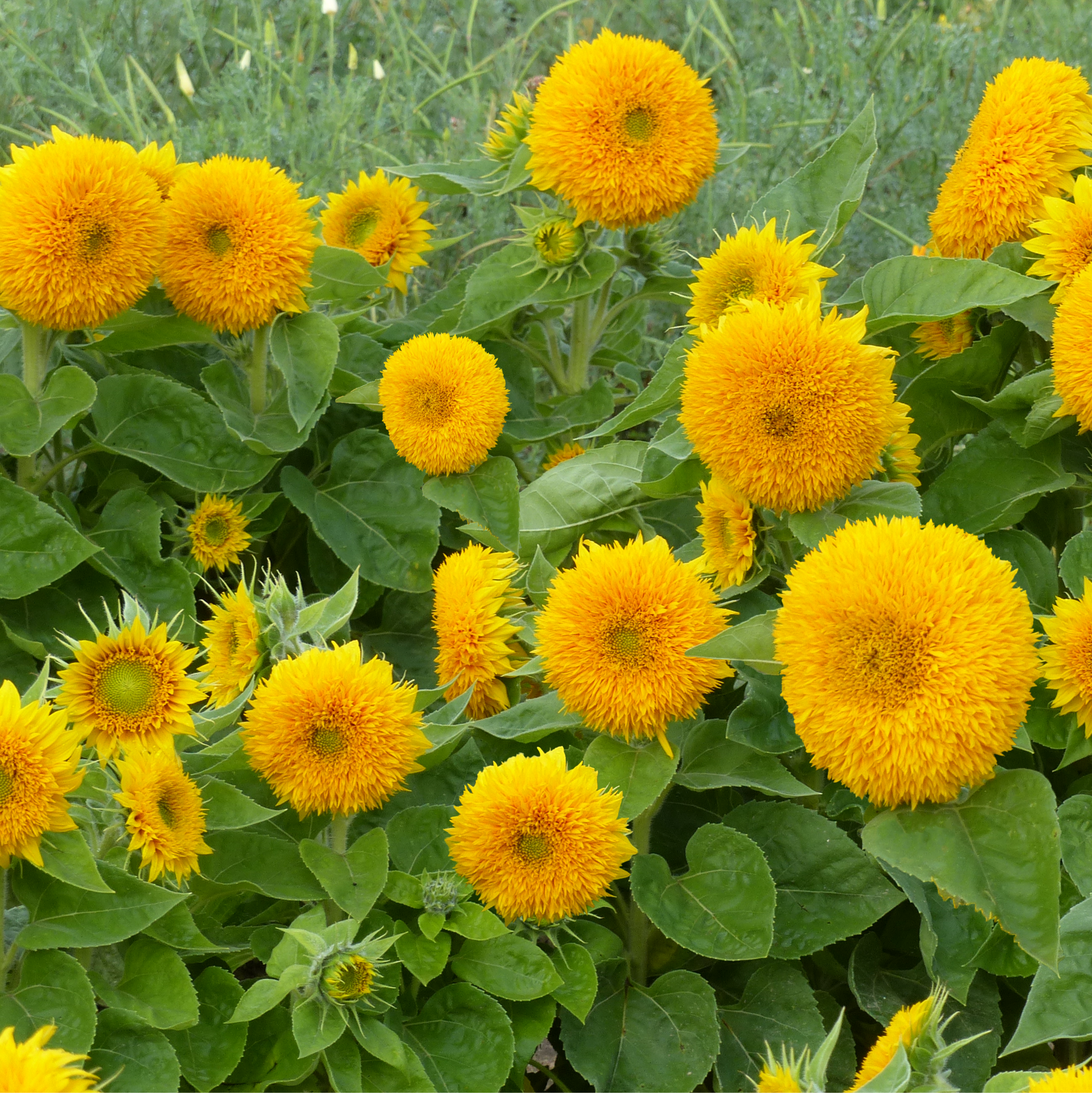 Soleil Sun Gold