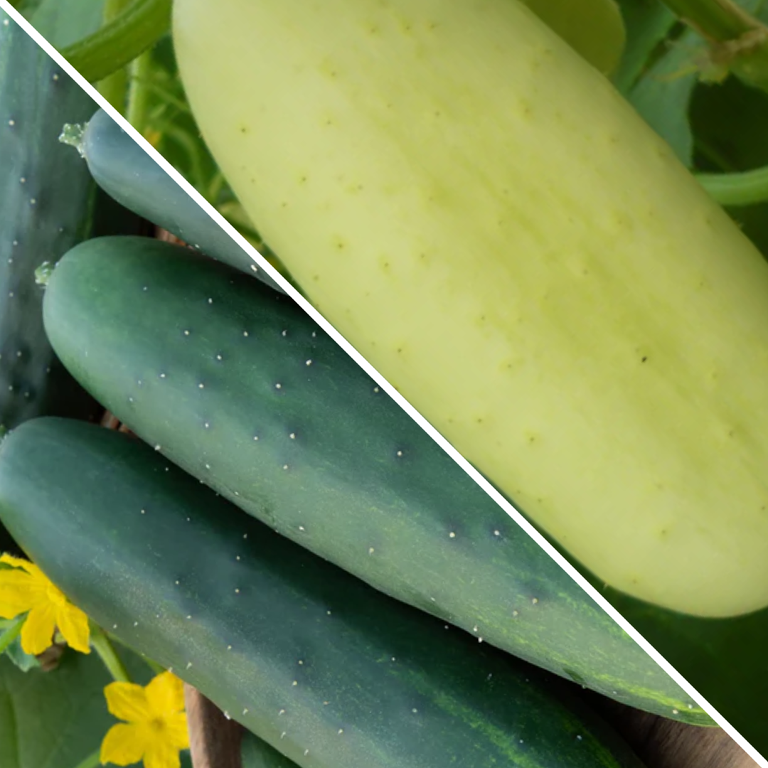 Lot de concombres : blanc et vert parisien