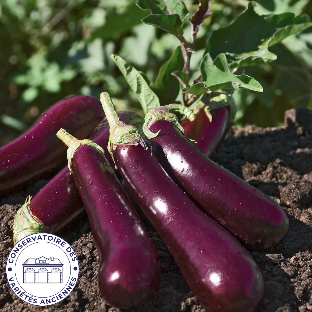 Aubergine de Toulouse