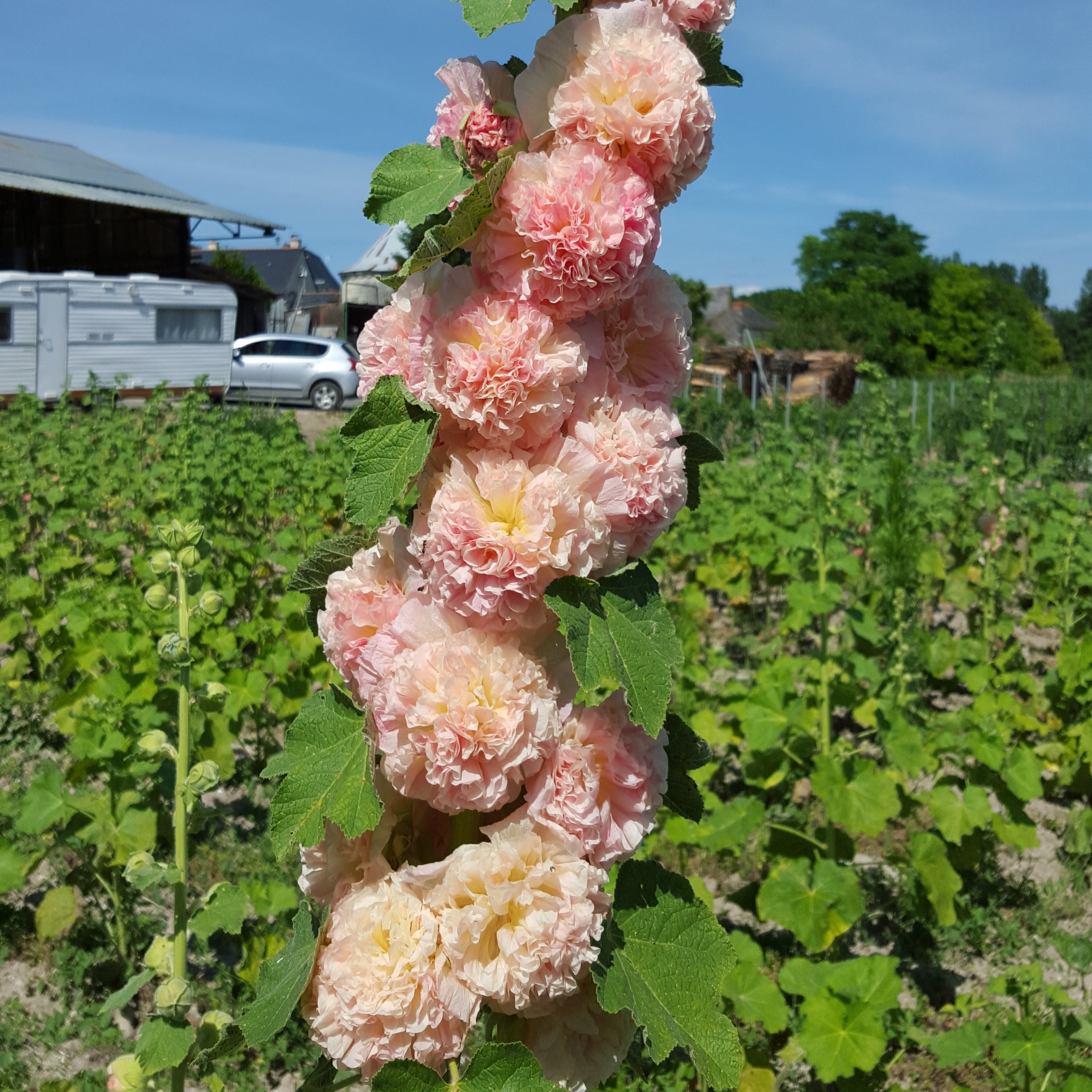 Rose Trémière Double Rose Saumon