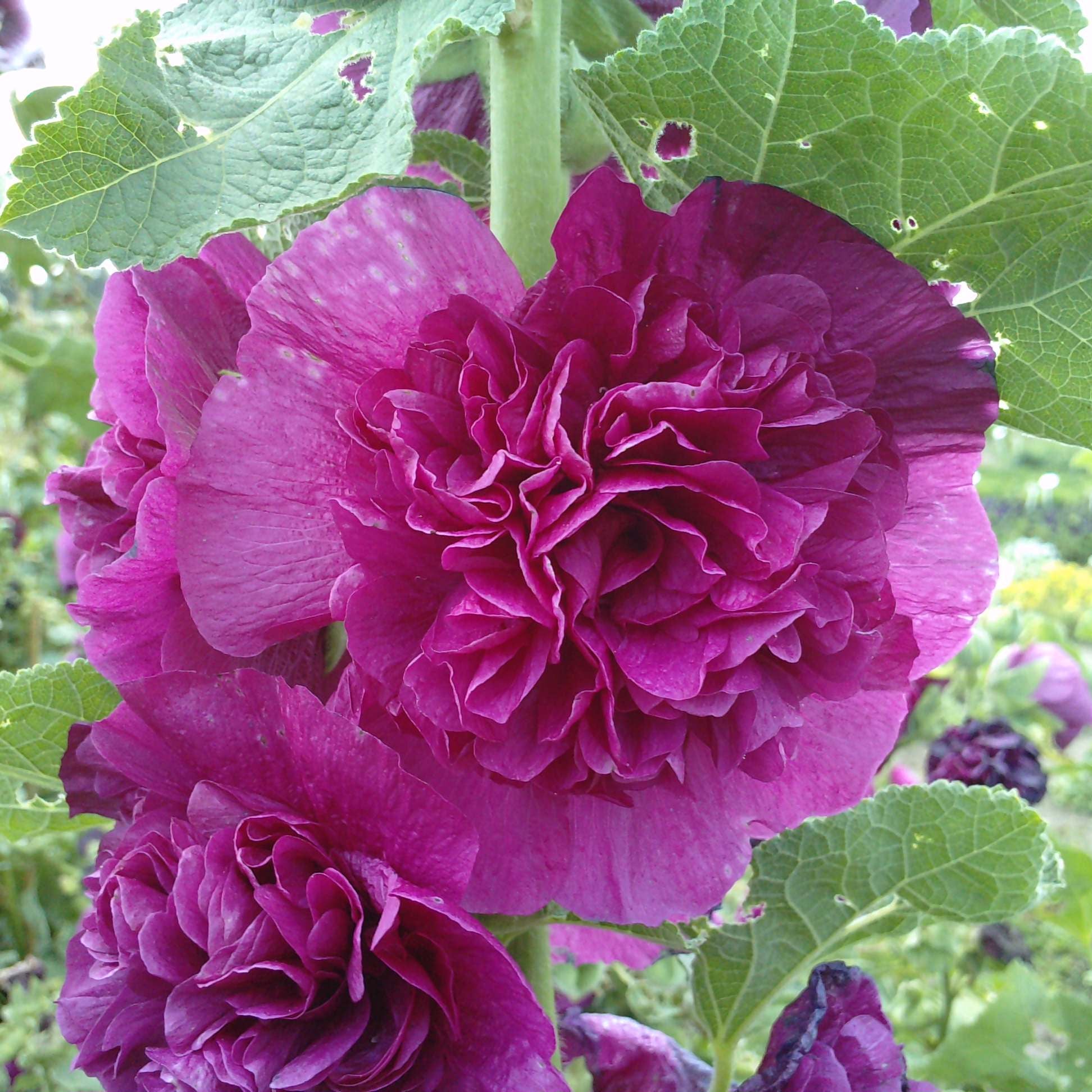 Rose Trémière Double Charter's violet