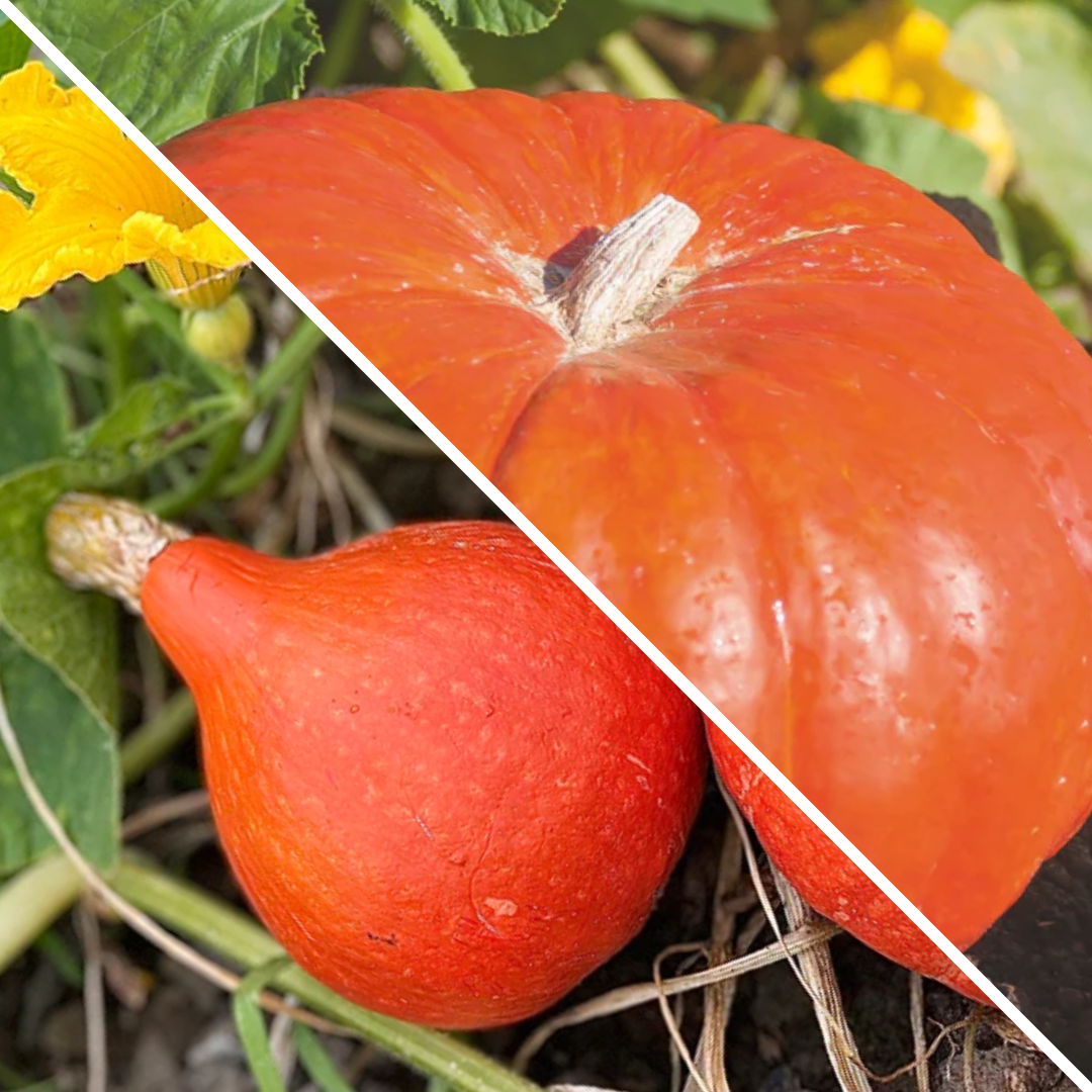 Lot de Potirons :  potimarron et rouge vif d'Etampes