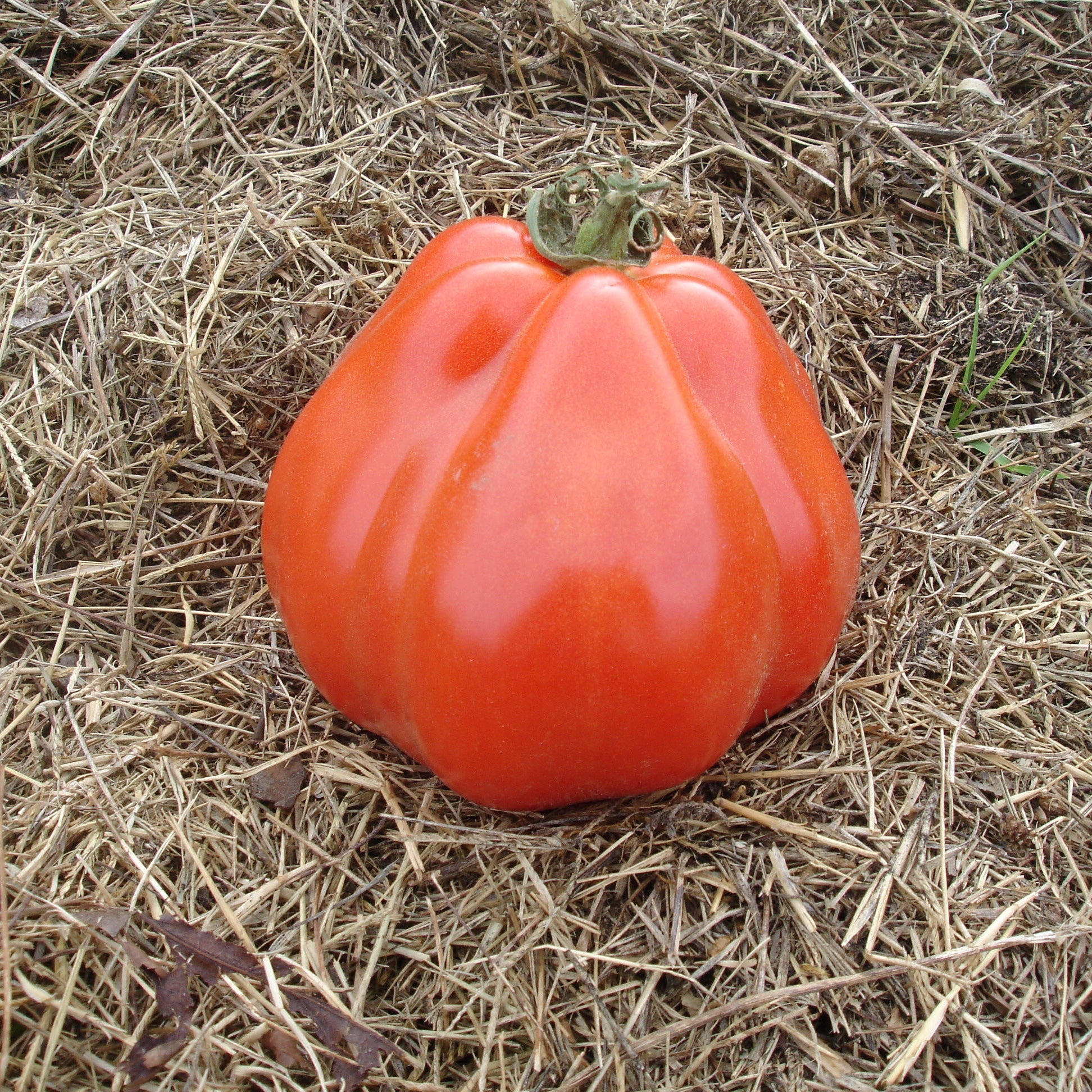 Tomate Liguria