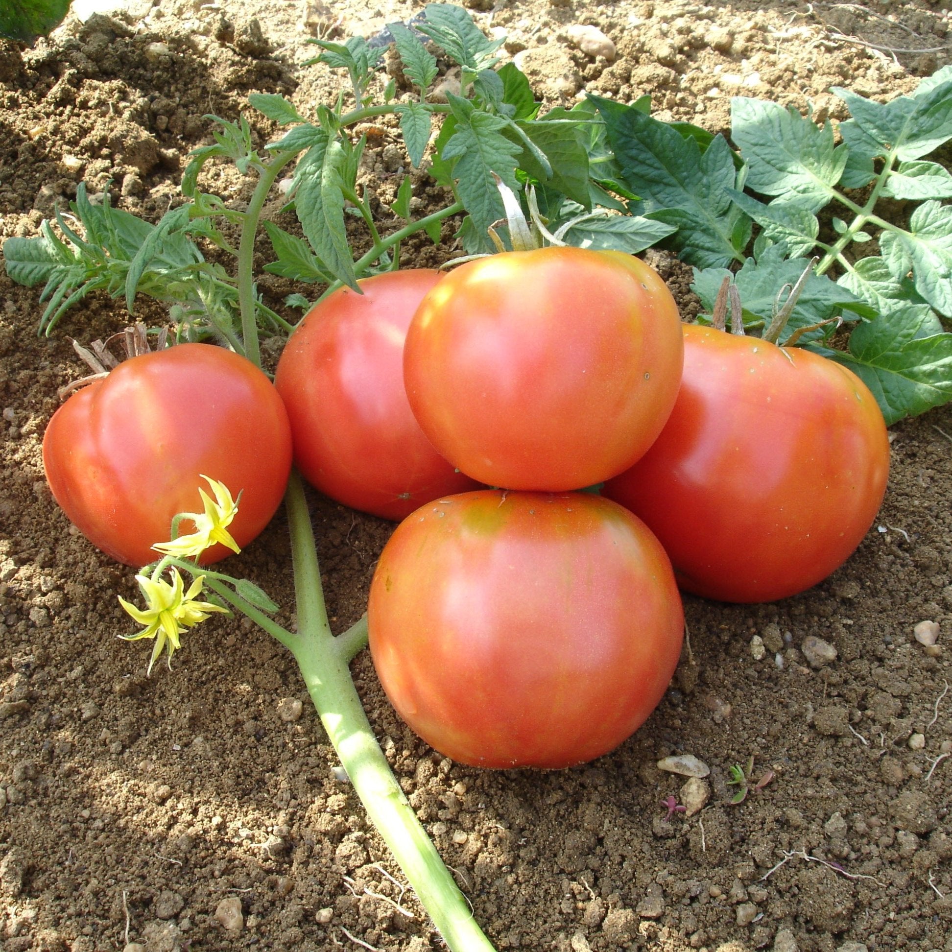 Tomate Rose de Berne