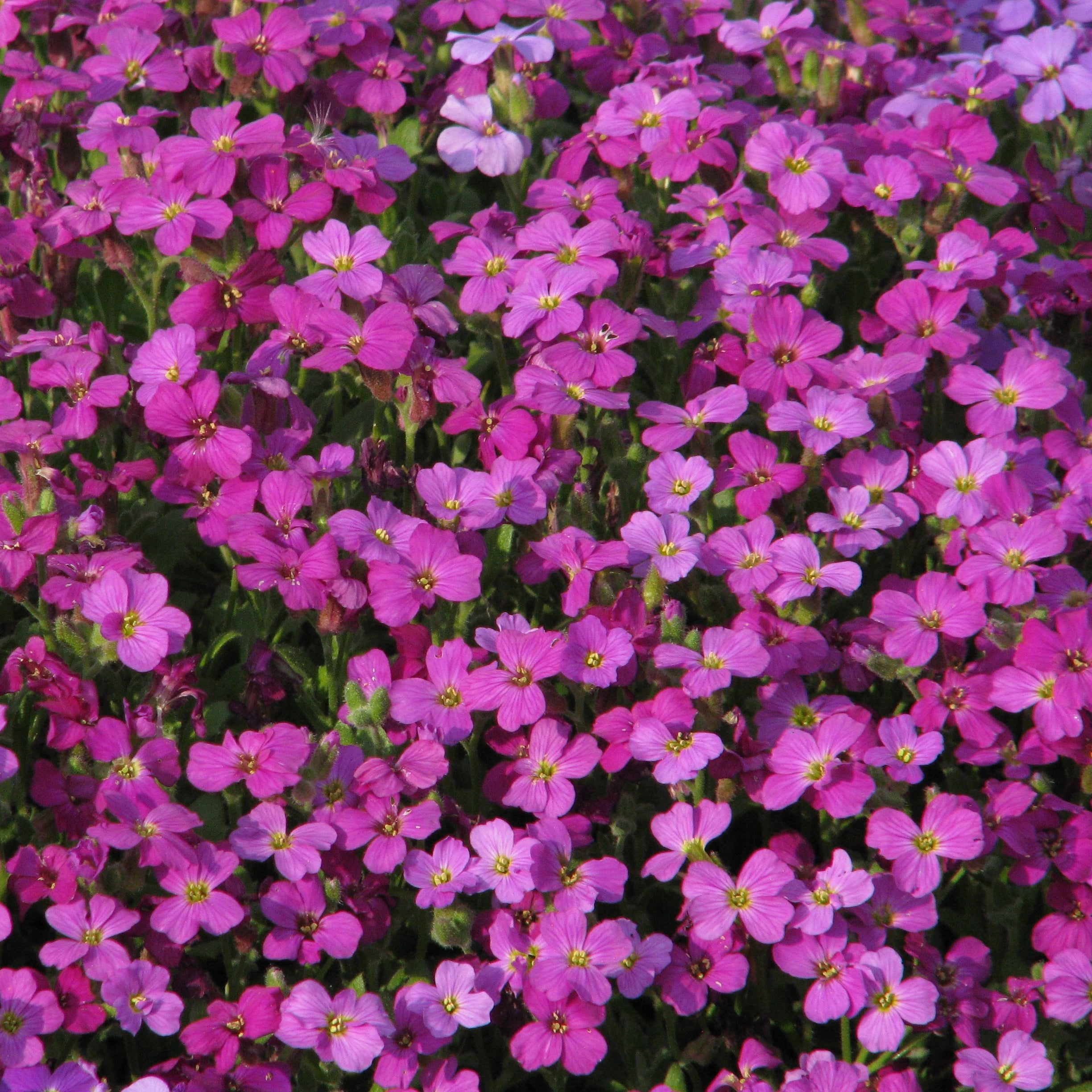 Aubrieta Royale rouge