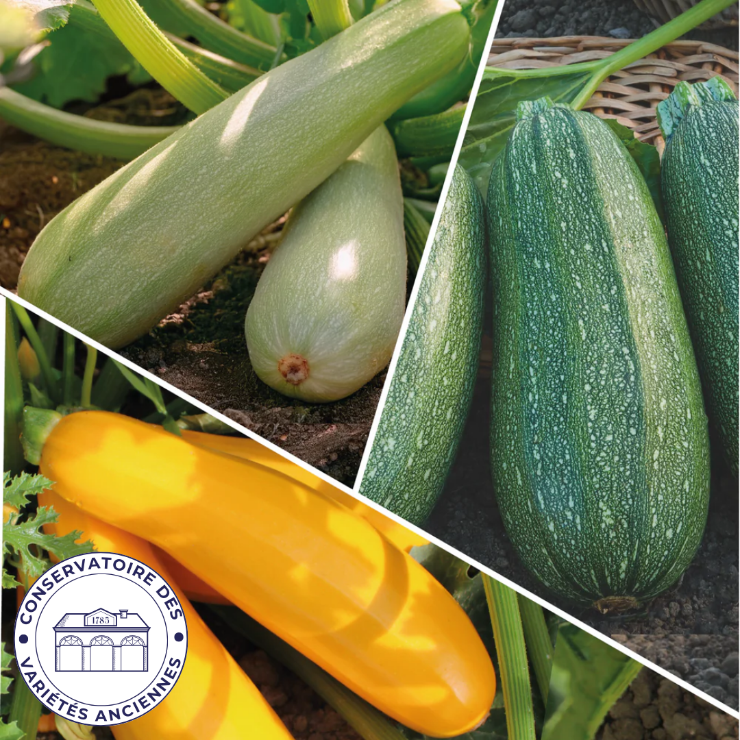 Courgette En Mélange