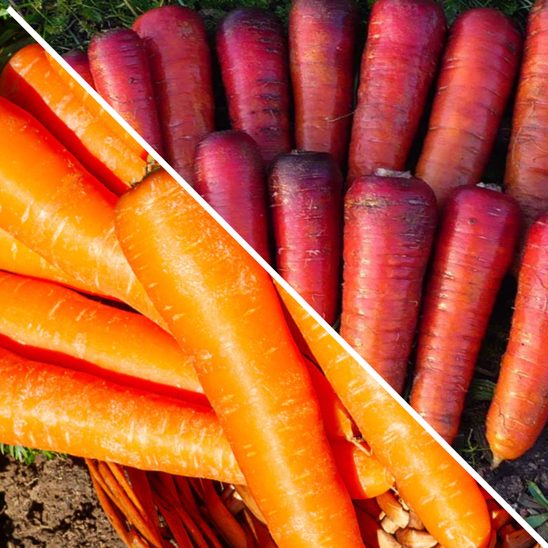 Lot de carottes : rouge sang et chantenay