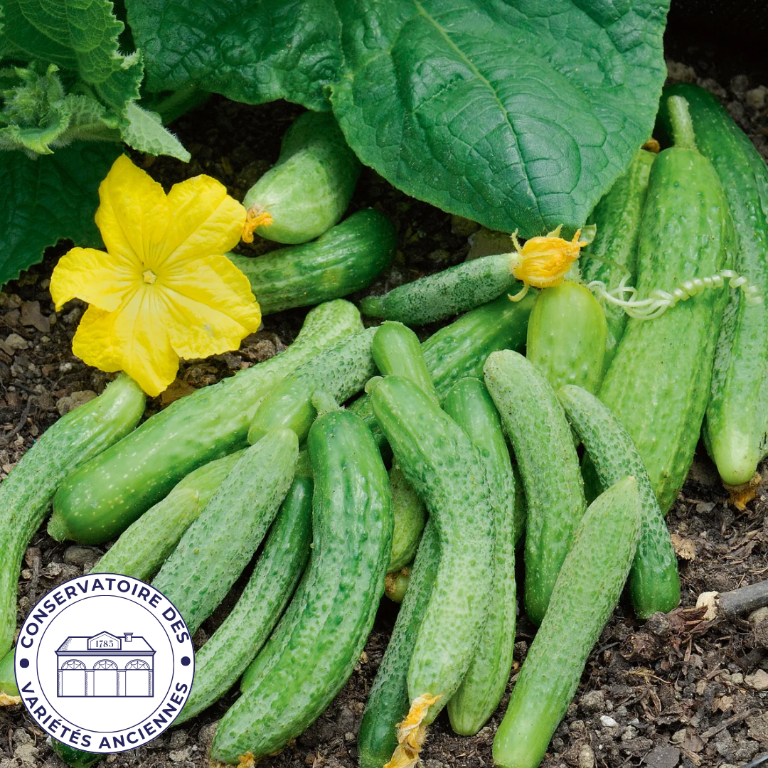 Cornichon amélioré de Bourbonne