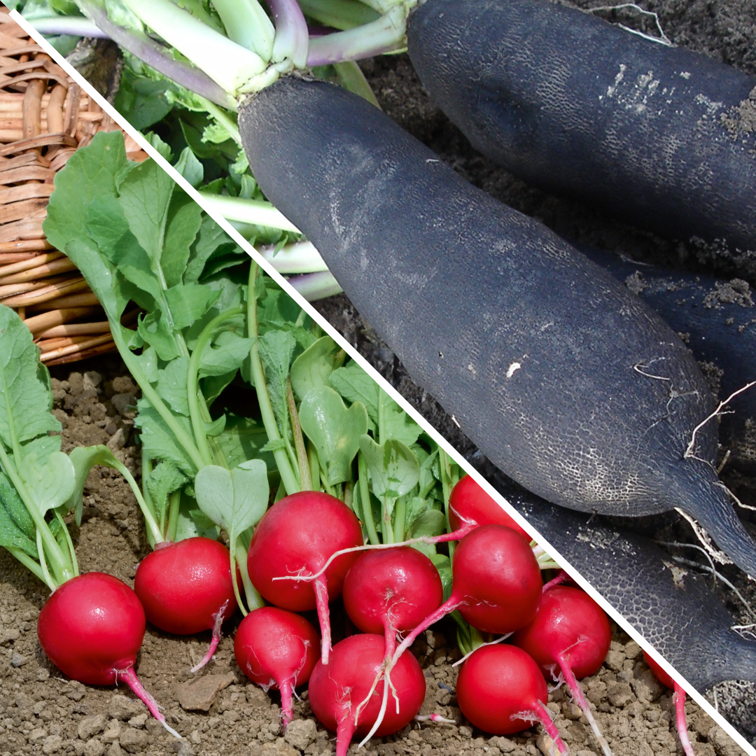 Lot de Radis: rond écarlate et noir maraîcher